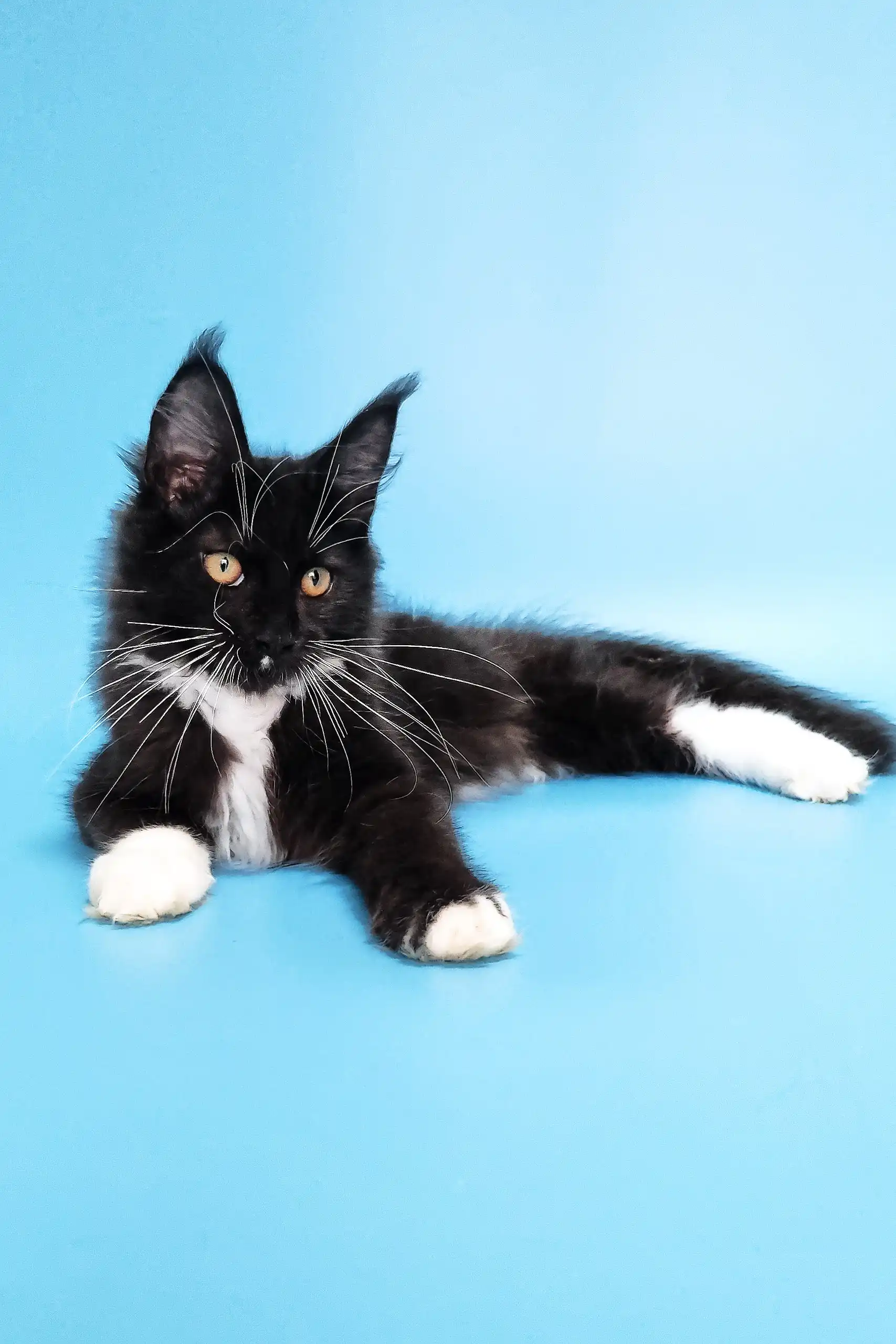 Diana | Maine Coon Kitten - Image 9