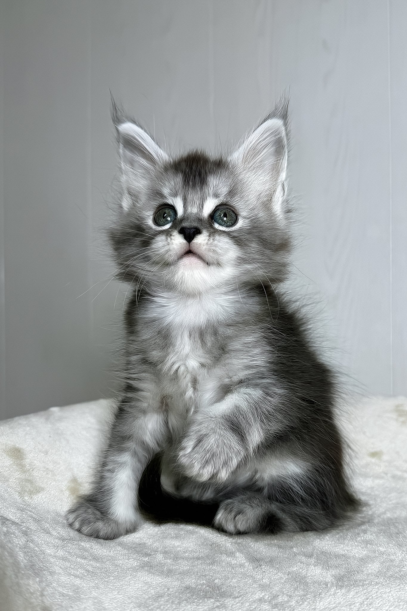 Dilara | Maine Coon Kitten - Image 3