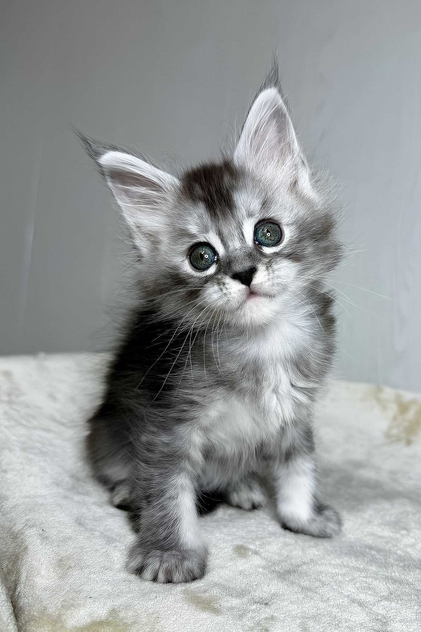 Dilara | Maine Coon Kitten - Image 4