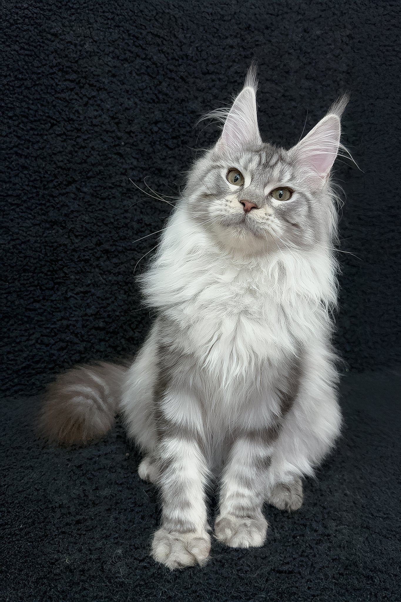Dilayla | Maine Coon Kitten - Image 2