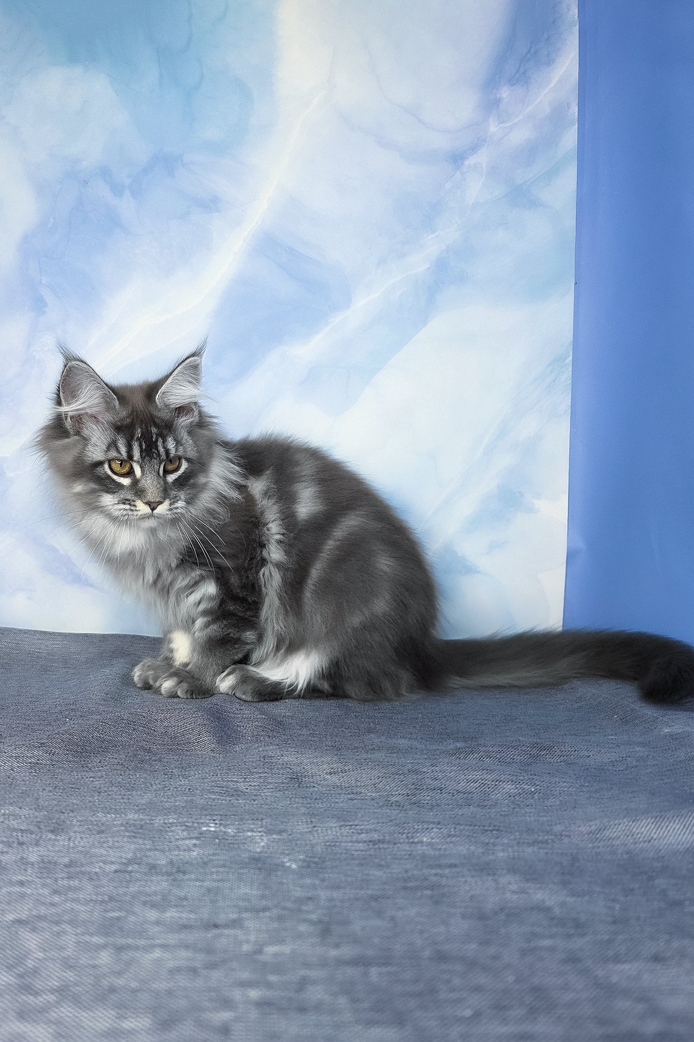 Dindy | Maine Coon Kitten - Image 10
