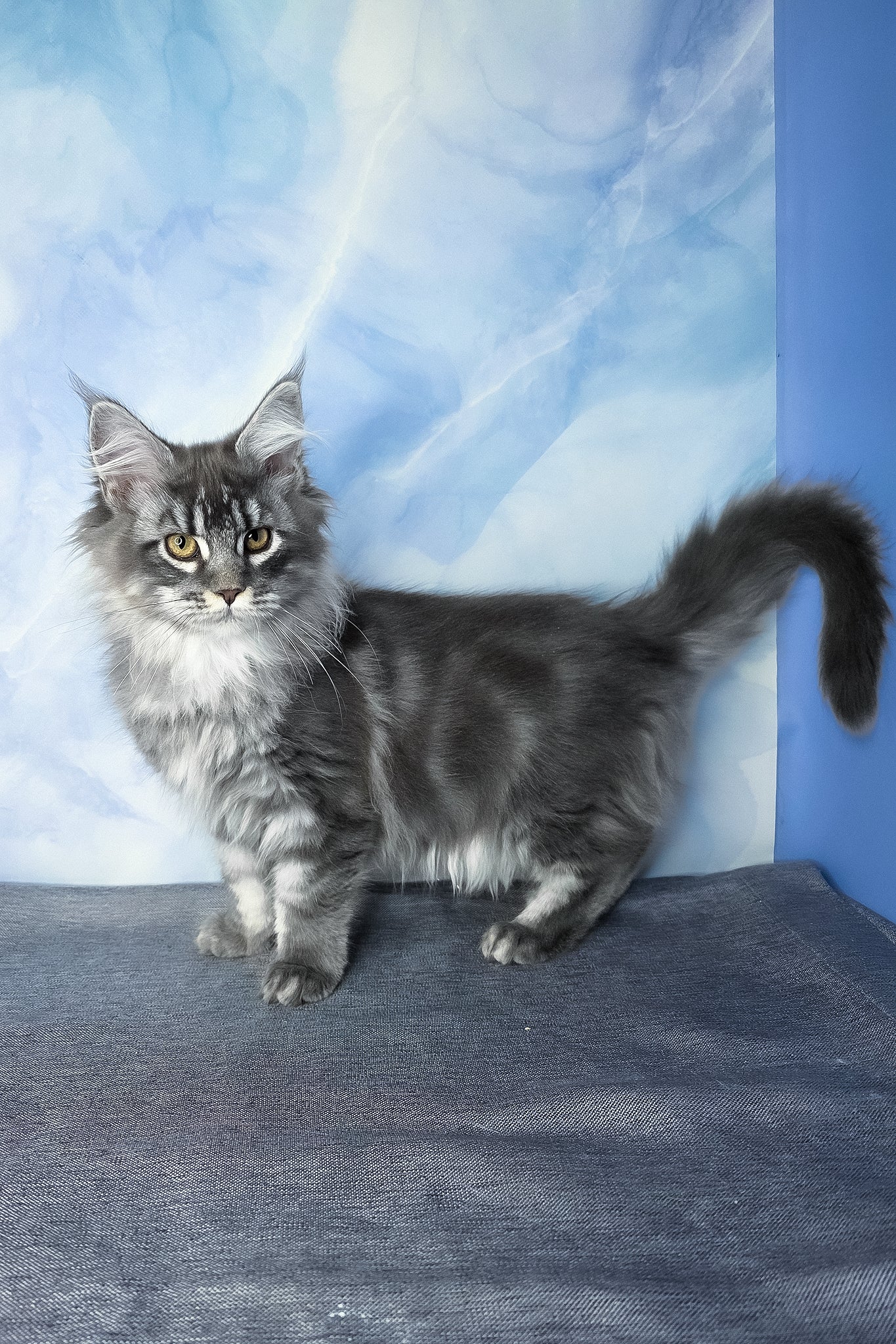 Dindy | Maine Coon Kitten - Image 6