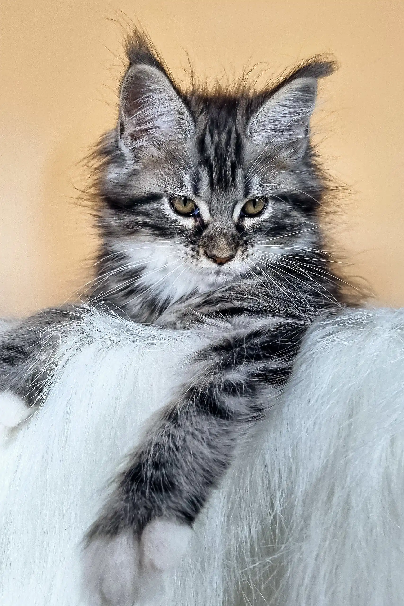 Diva | Maine Coon Kitten - Image 3