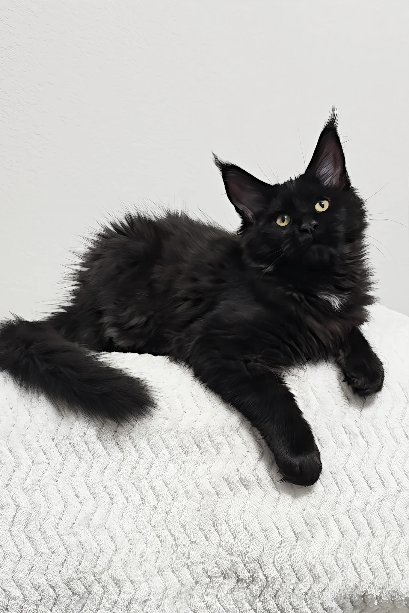 Dixie | Maine Coon Kitten - Image 3