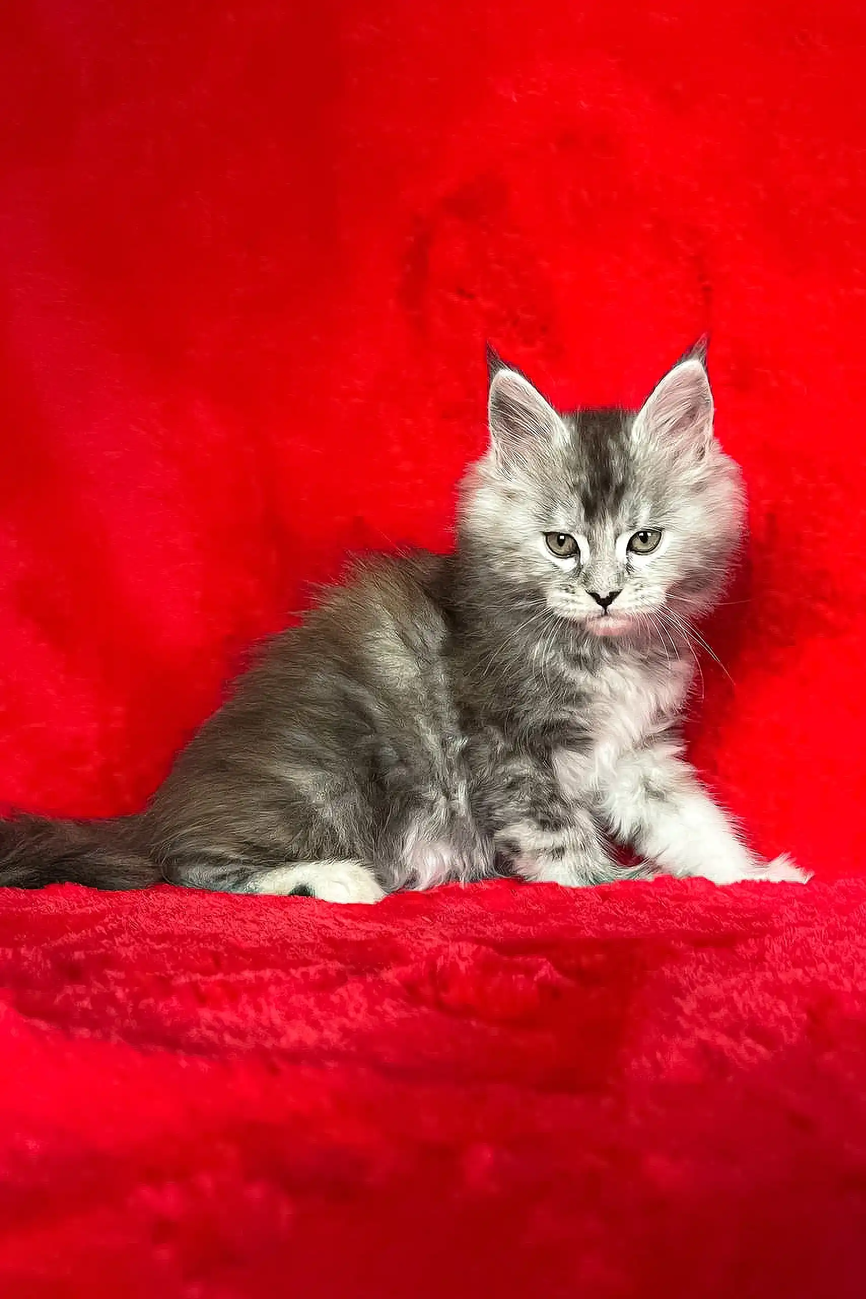 Dolly | Maine Coon Kitten - Image 7