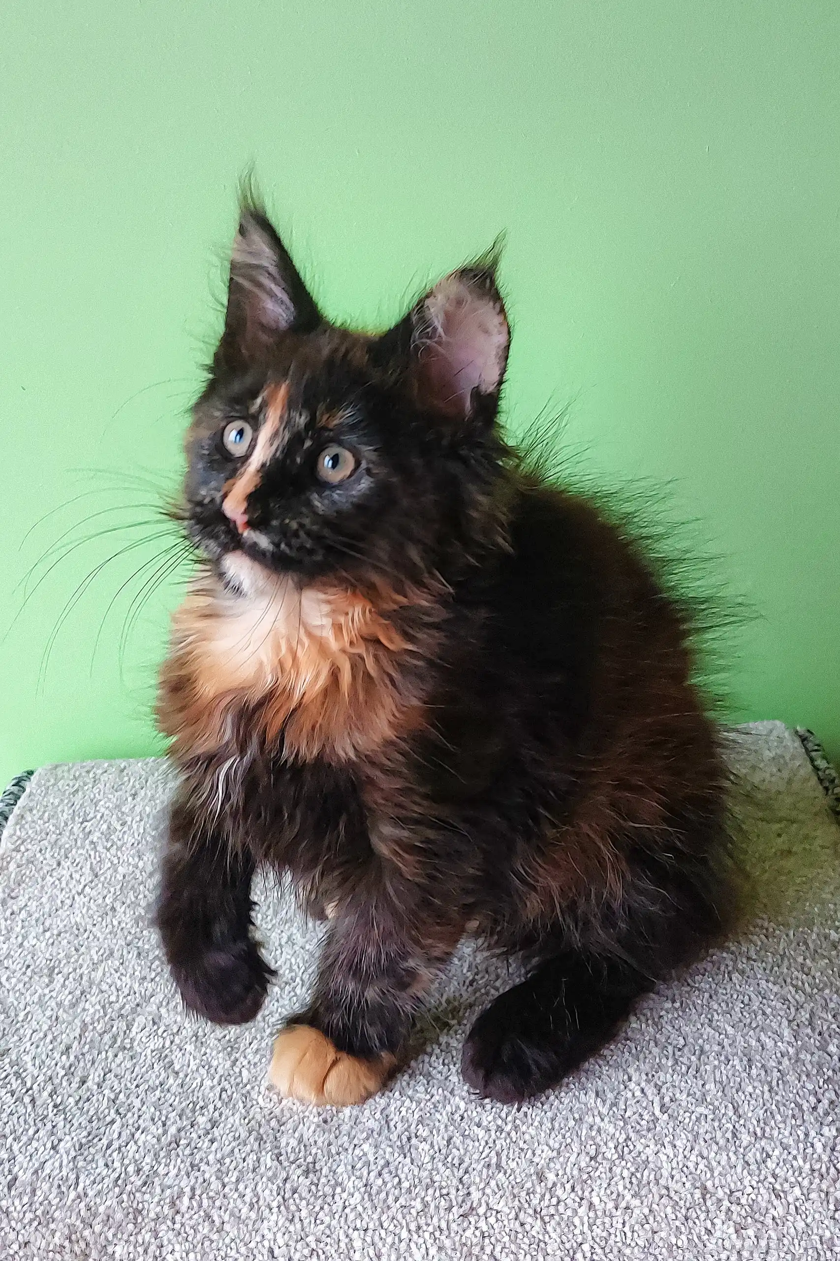 Elenya | Maine Coon Kitten - Image 4