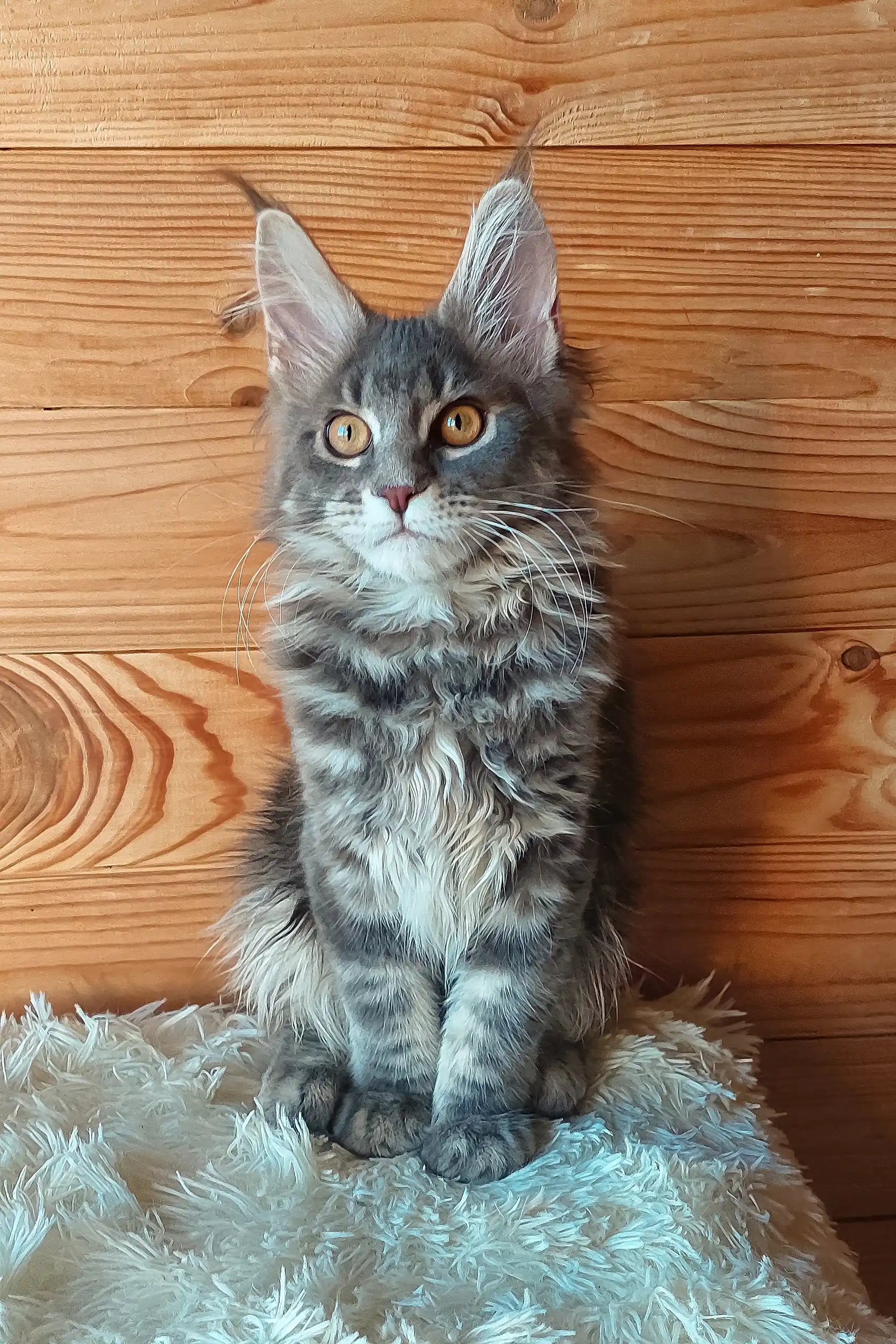 Eley | Maine Coon Kitten - Image 5