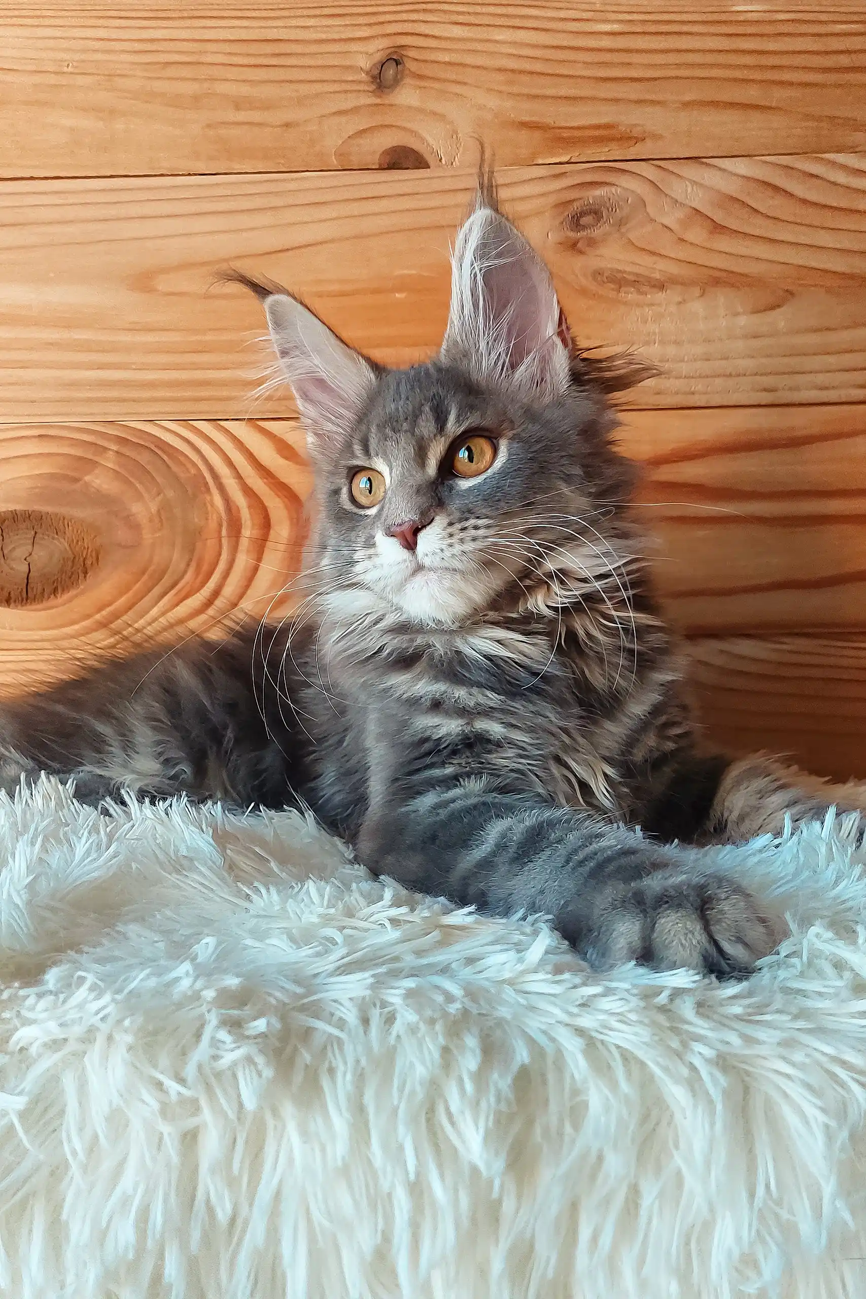 Eley | Maine Coon Kitten - Image 6