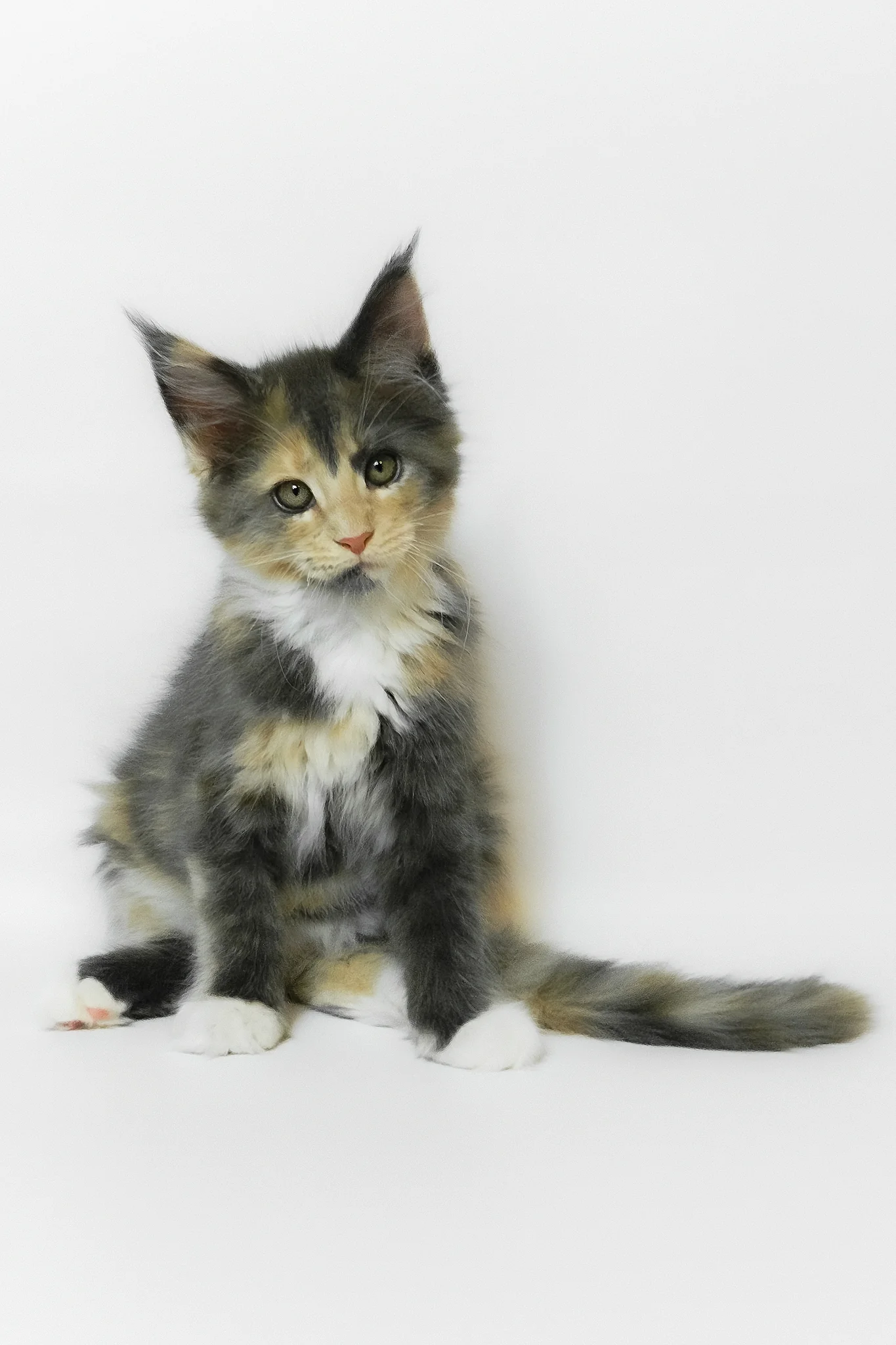 Elina | Maine Coon Kitten - Image 7
