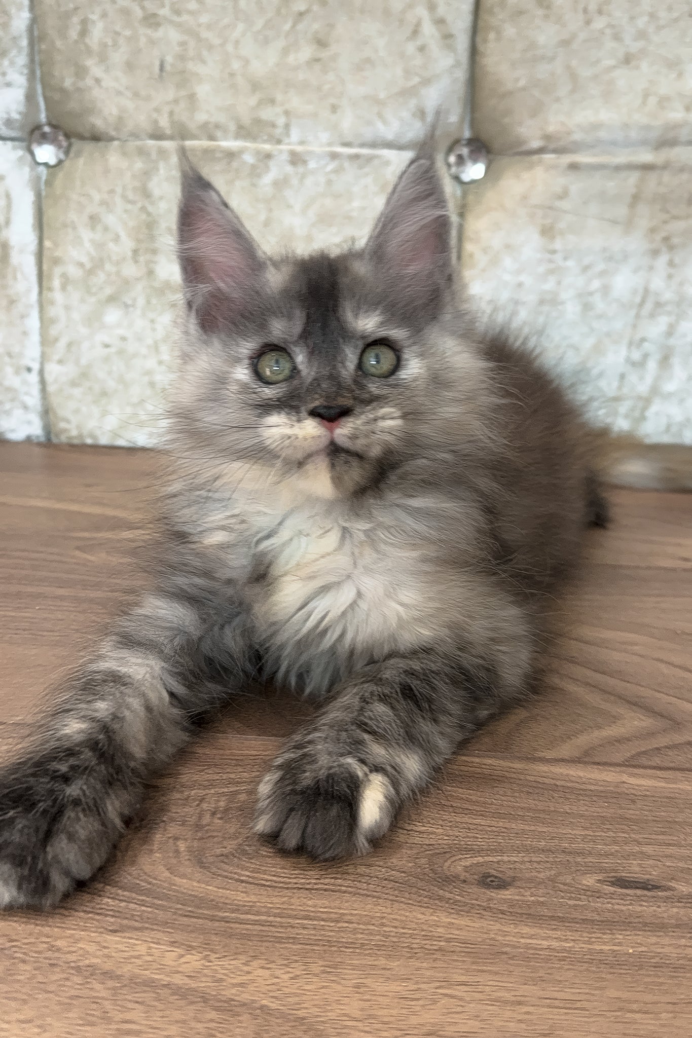 Eliza | Maine Coon Kitten - Image 3