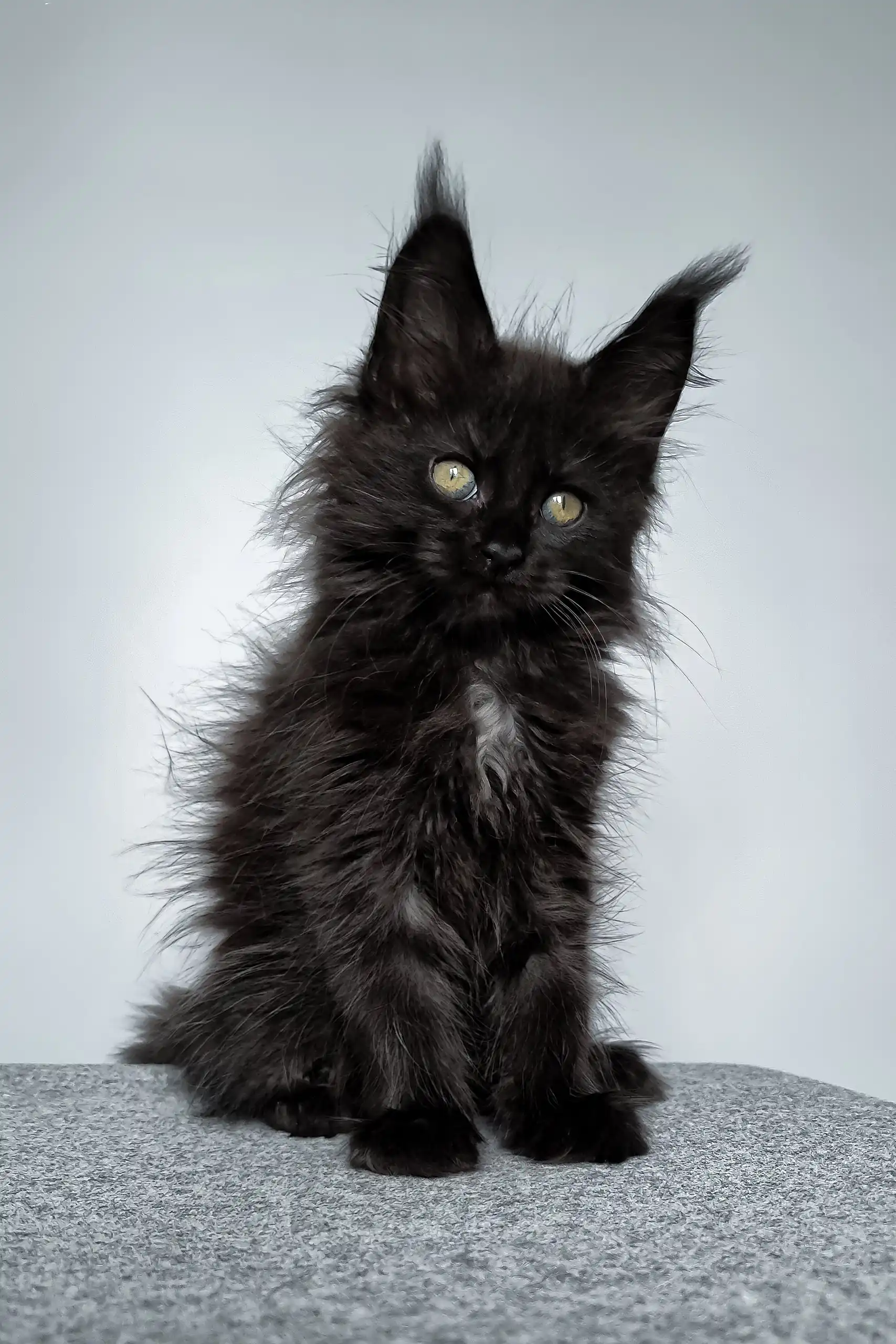 Elli | Maine Coon Kitten - Image 3