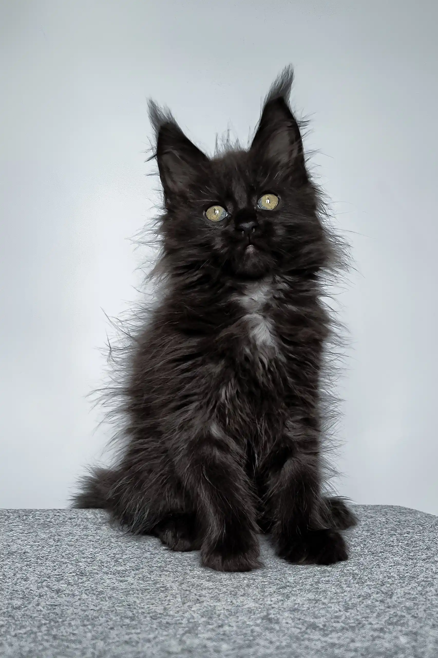 Elli | Maine Coon Kitten - Image 4