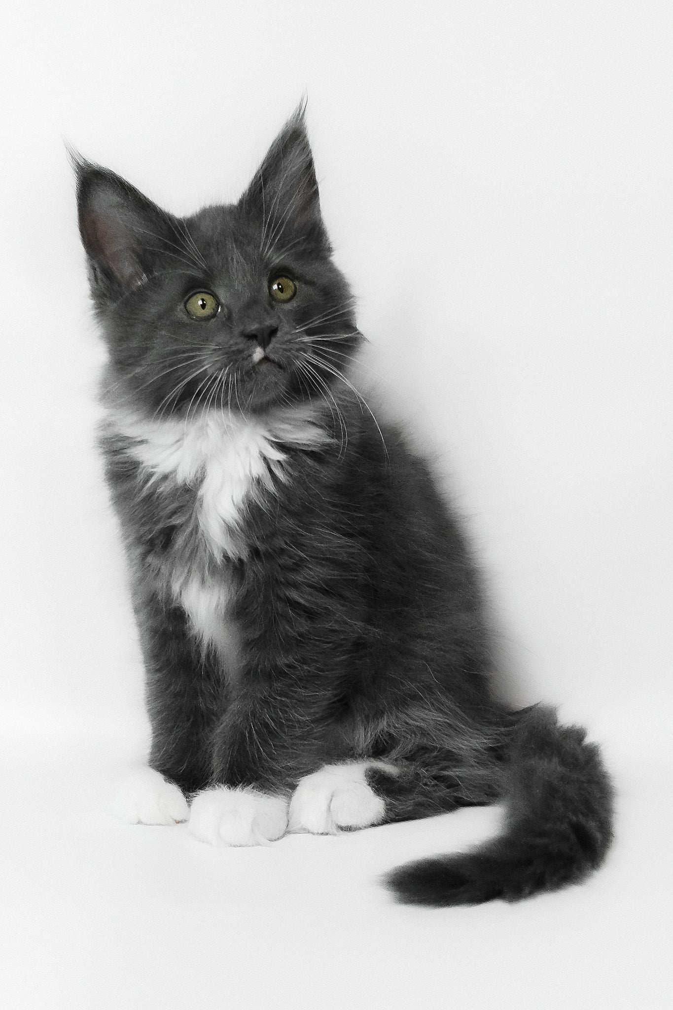 Elma | Maine Coon Kitten - Image 5