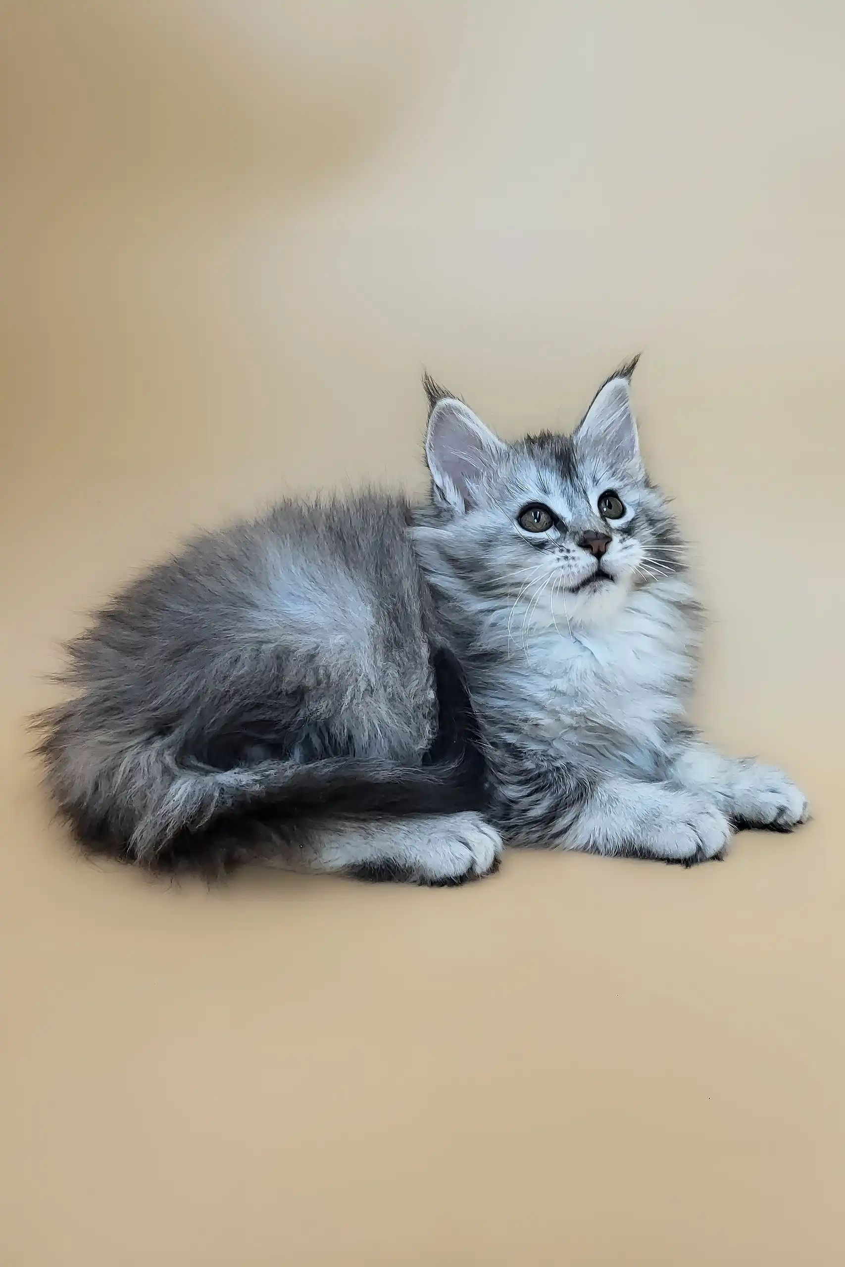 Emmy | Maine Coon Kitten - Image 5