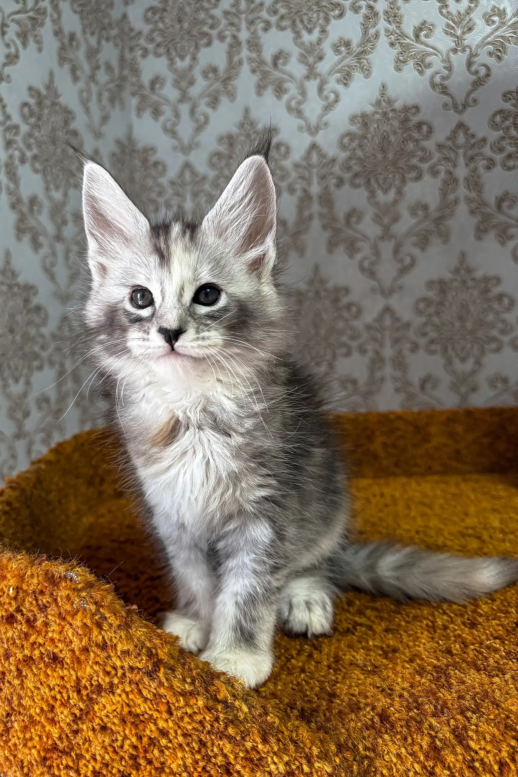 Emochka | Maine Coon Kitten - Image 6