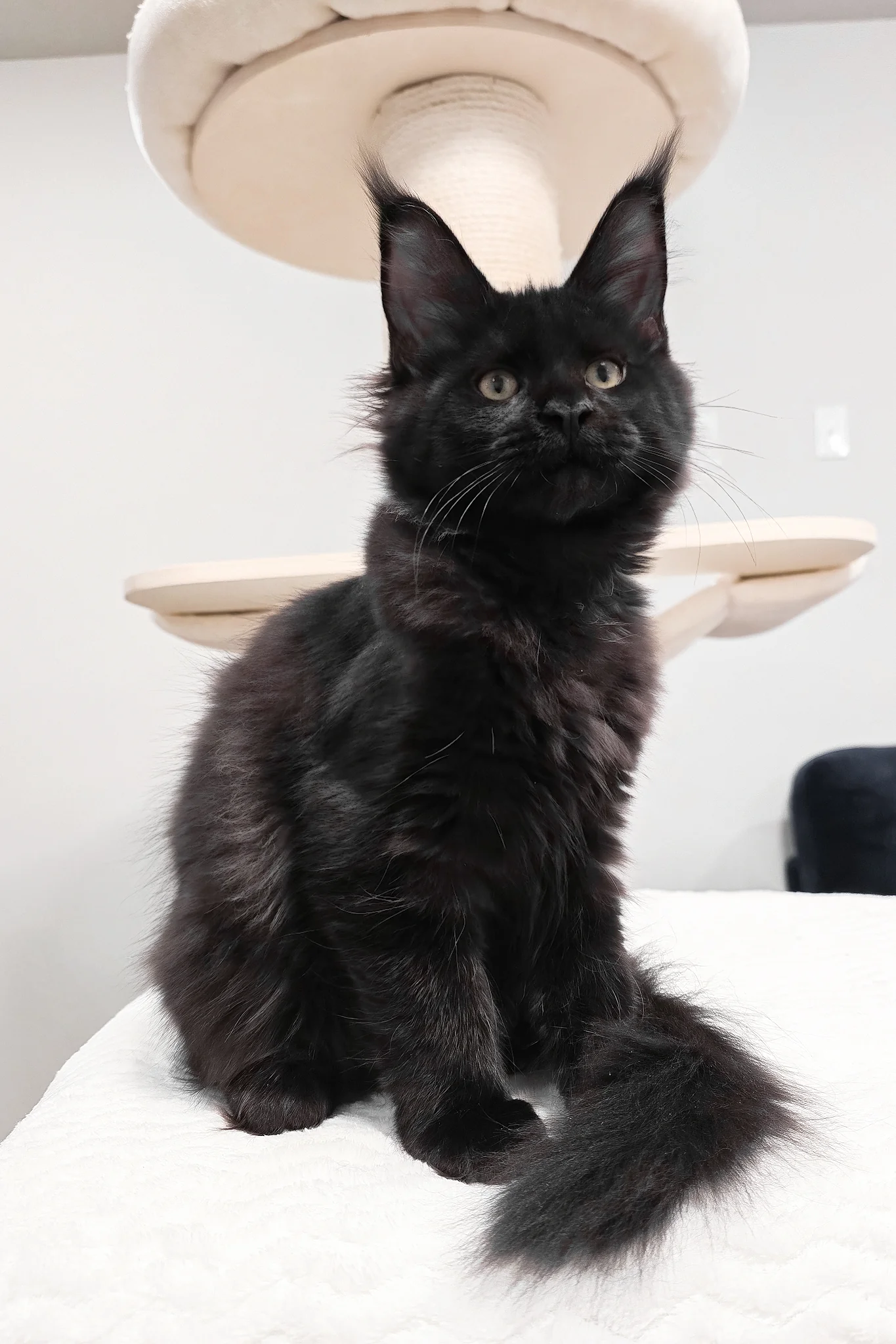 Enid | Maine Coon Kitten - Image 8