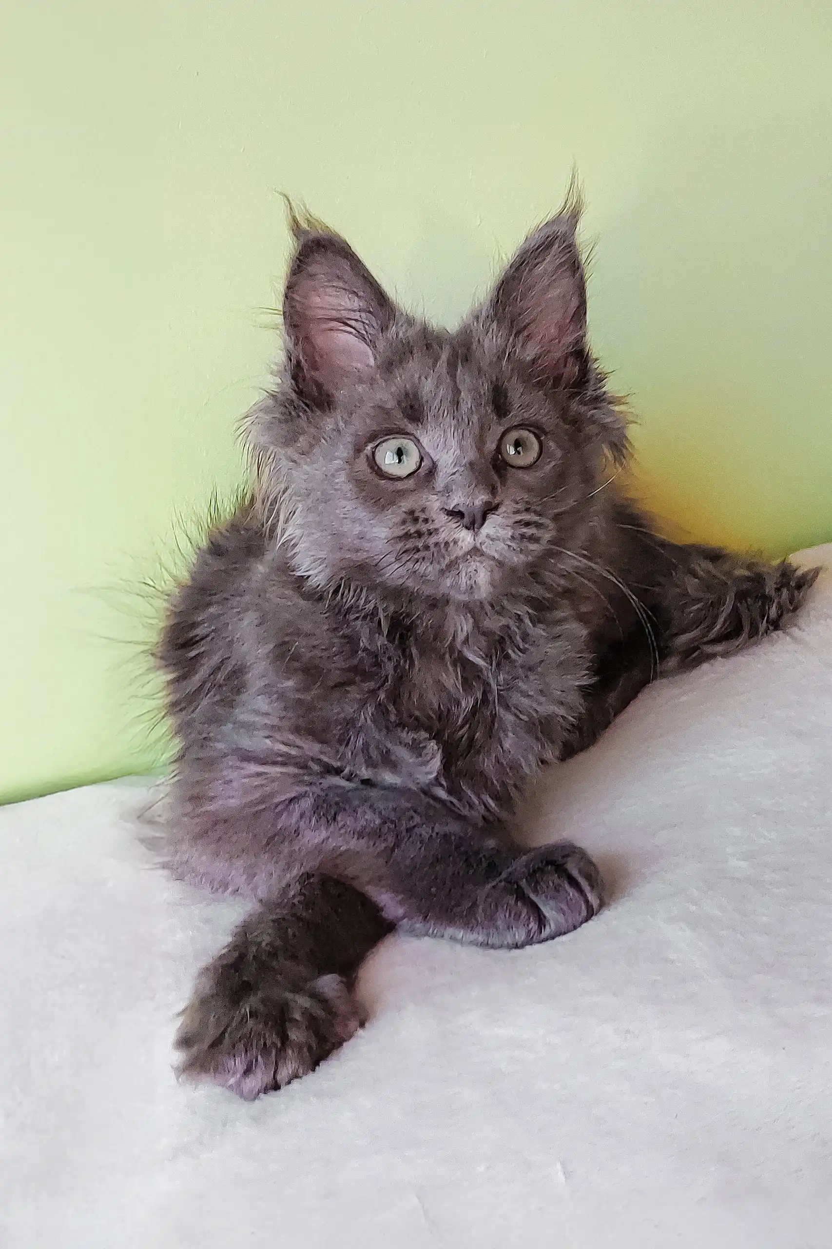 Eva | Maine Coon Kitten - Image 2