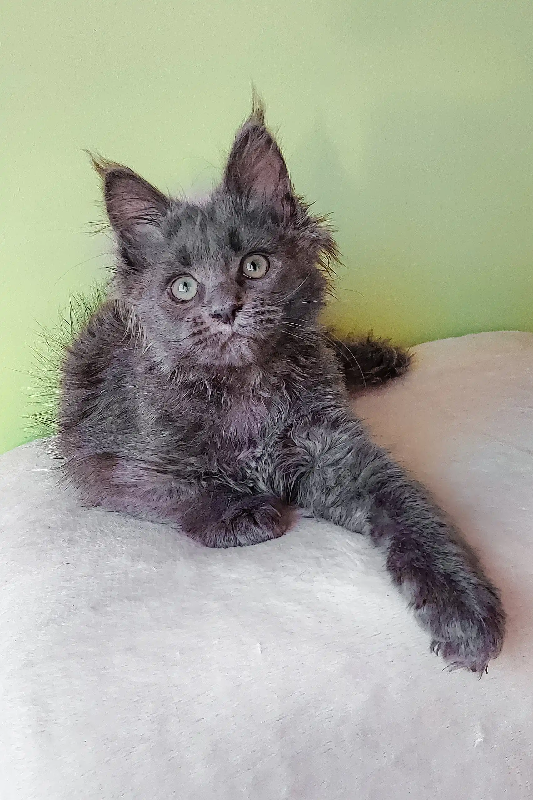 Eva | Maine Coon Kitten - Image 3