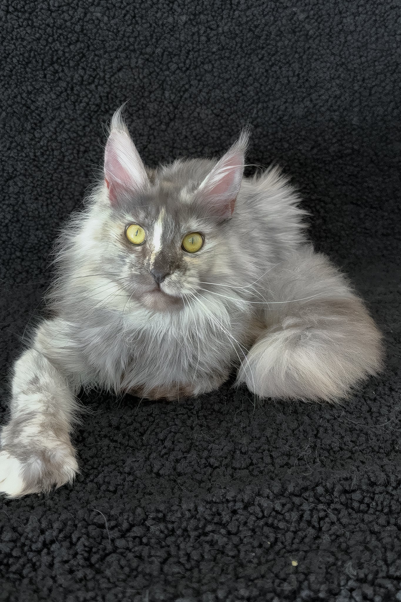 Eva | Maine Coon Kitten - Image 6