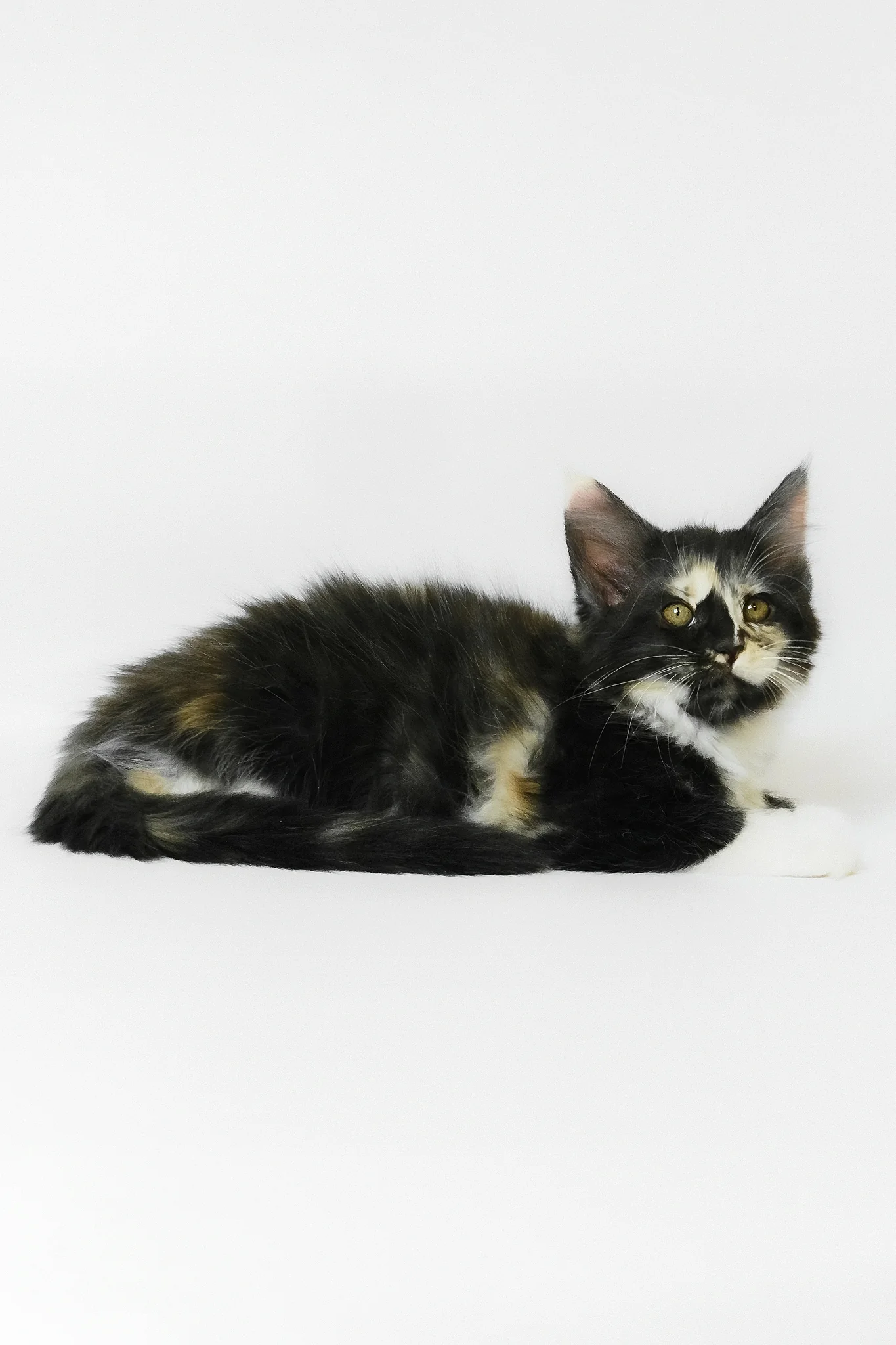 Evie | Maine Coon Kitten - Image 6