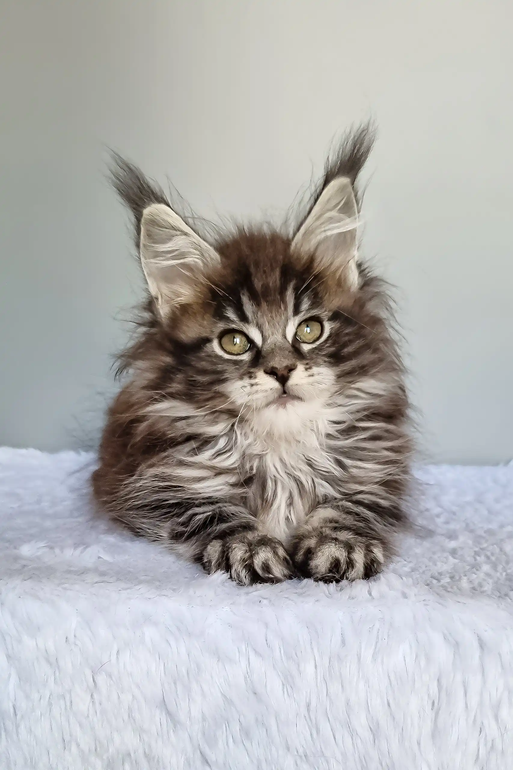 Faina | Maine Coon Kitten - Image 2