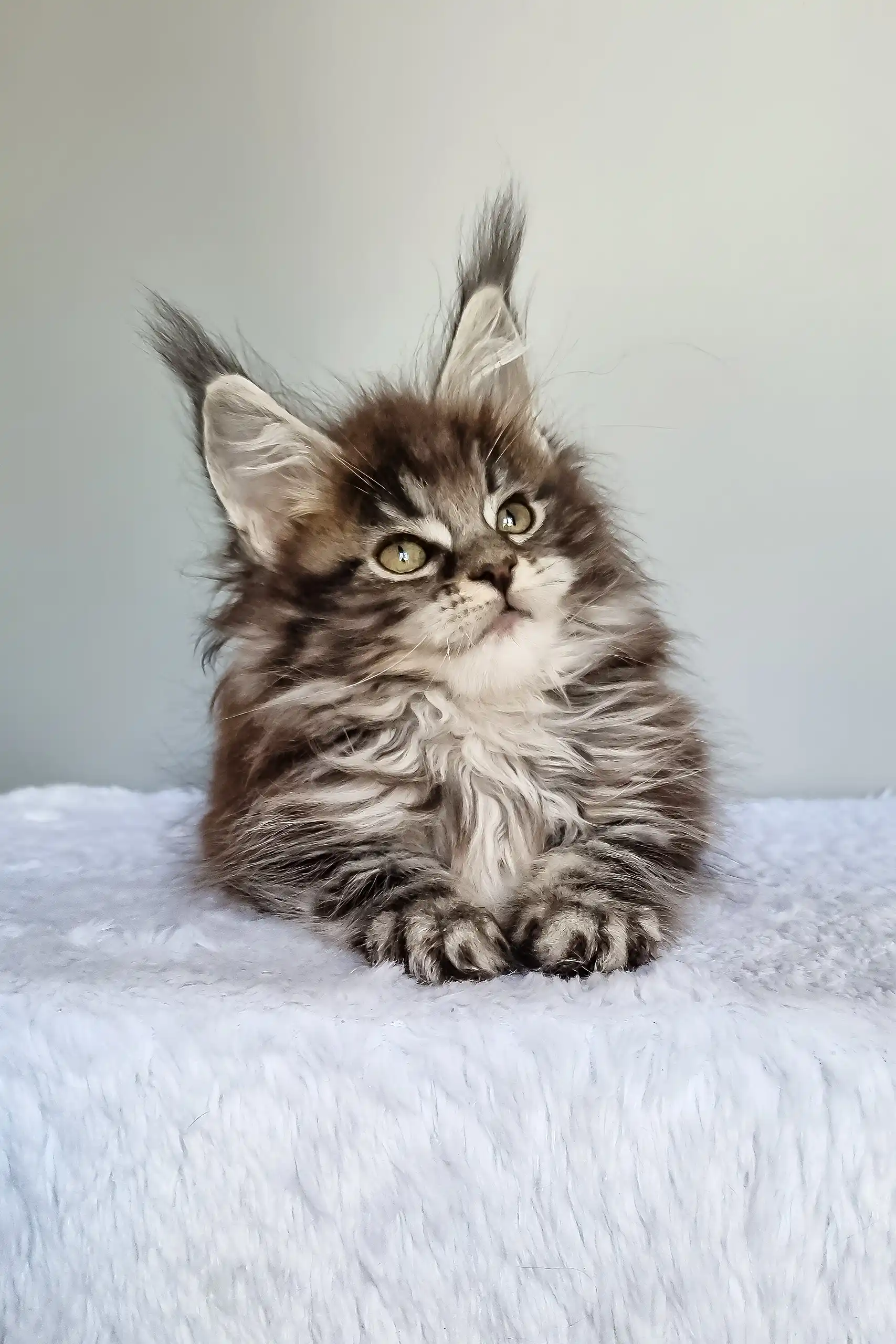 Faina | Maine Coon Kitten - Image 3