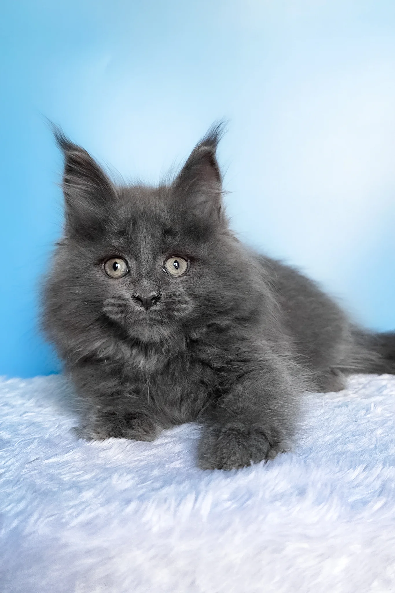 Faye | Maine Coon Kitten - Image 3