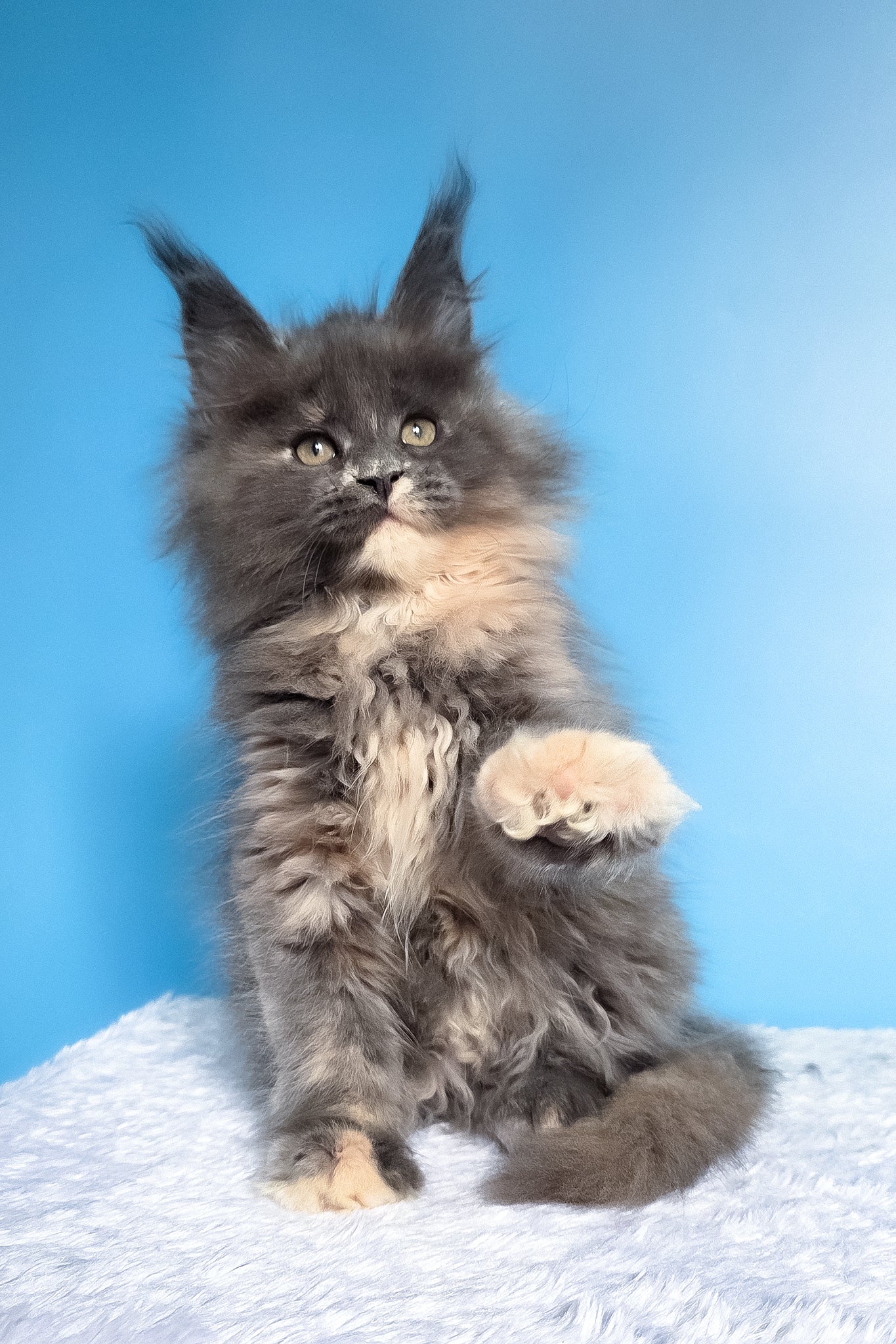 Felona | Maine Coon Kitten - Image 3