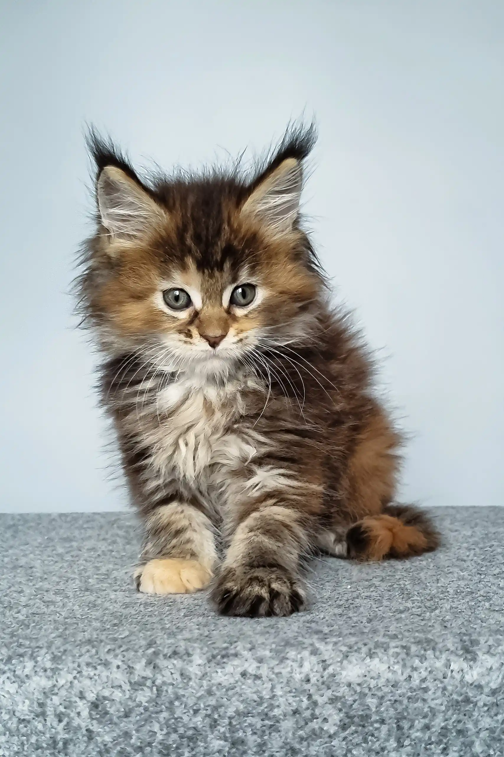 Feya | Maine Coon Kitten - Image 5