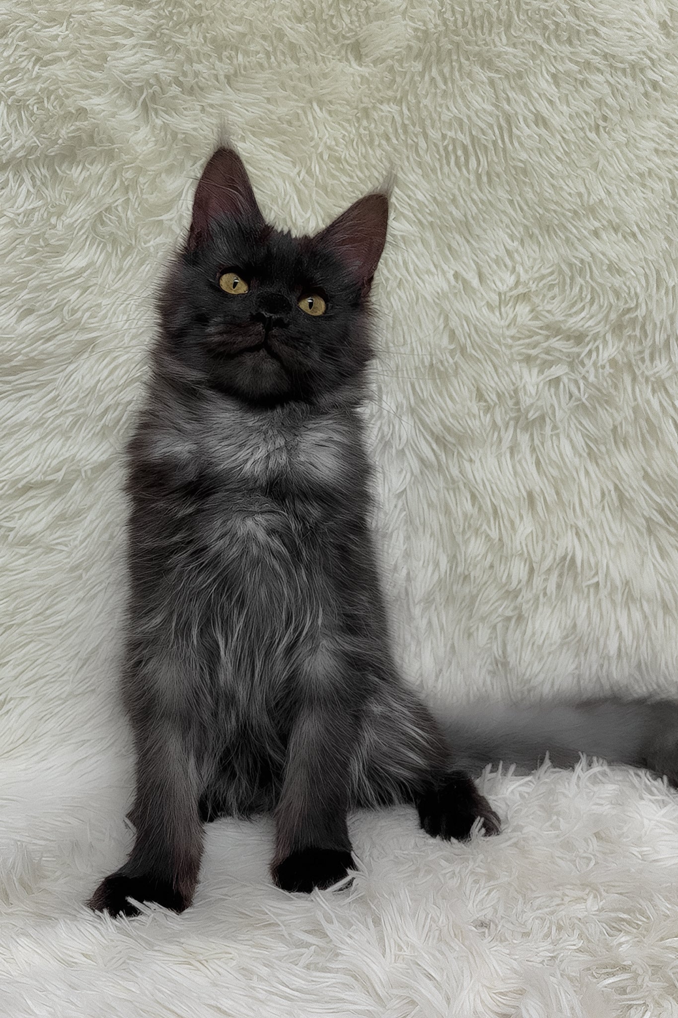 Feya | Maine Coon Kitten - Image 2