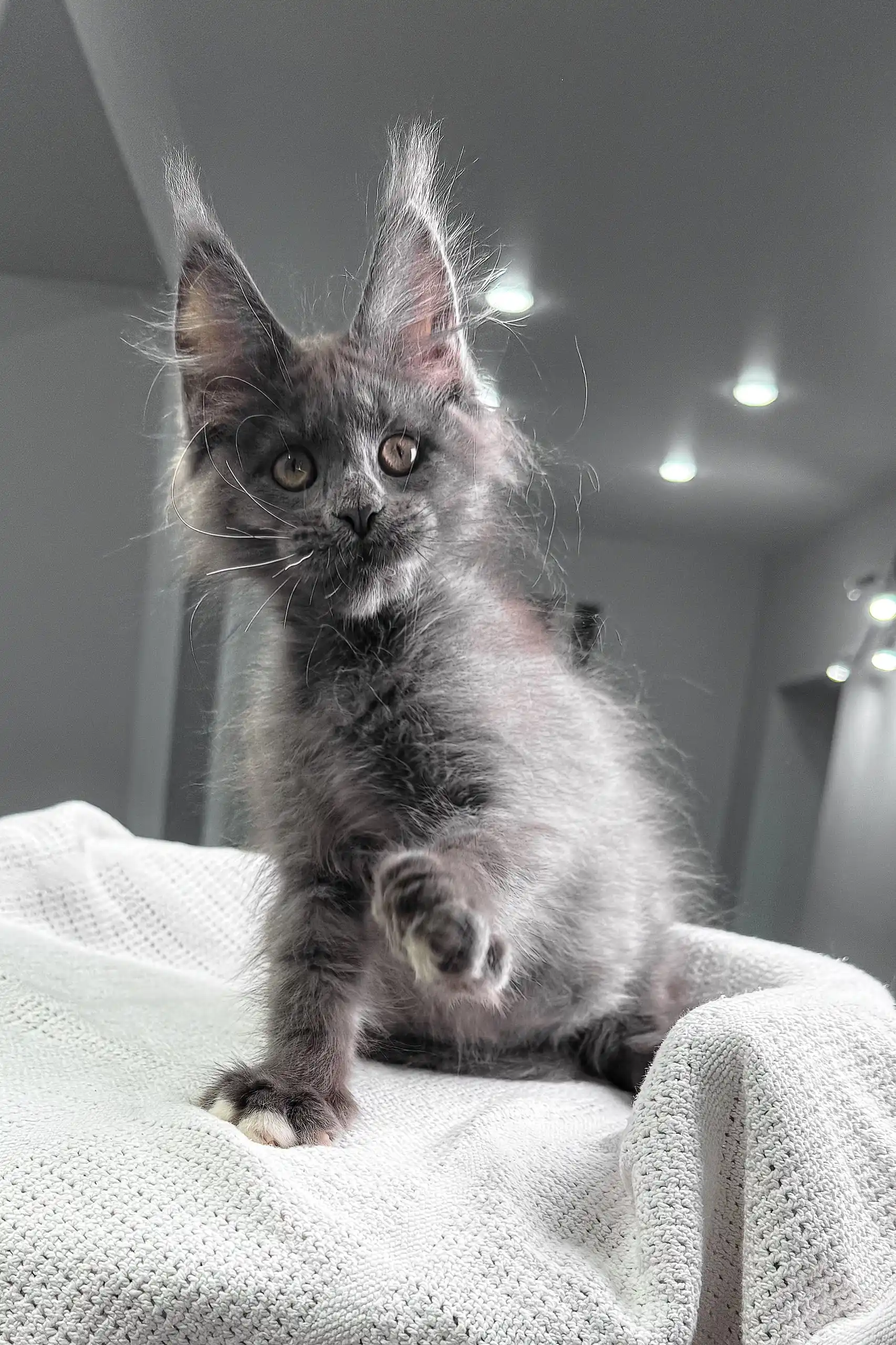 Fiffi | Maine Coon Kitten - Image 5