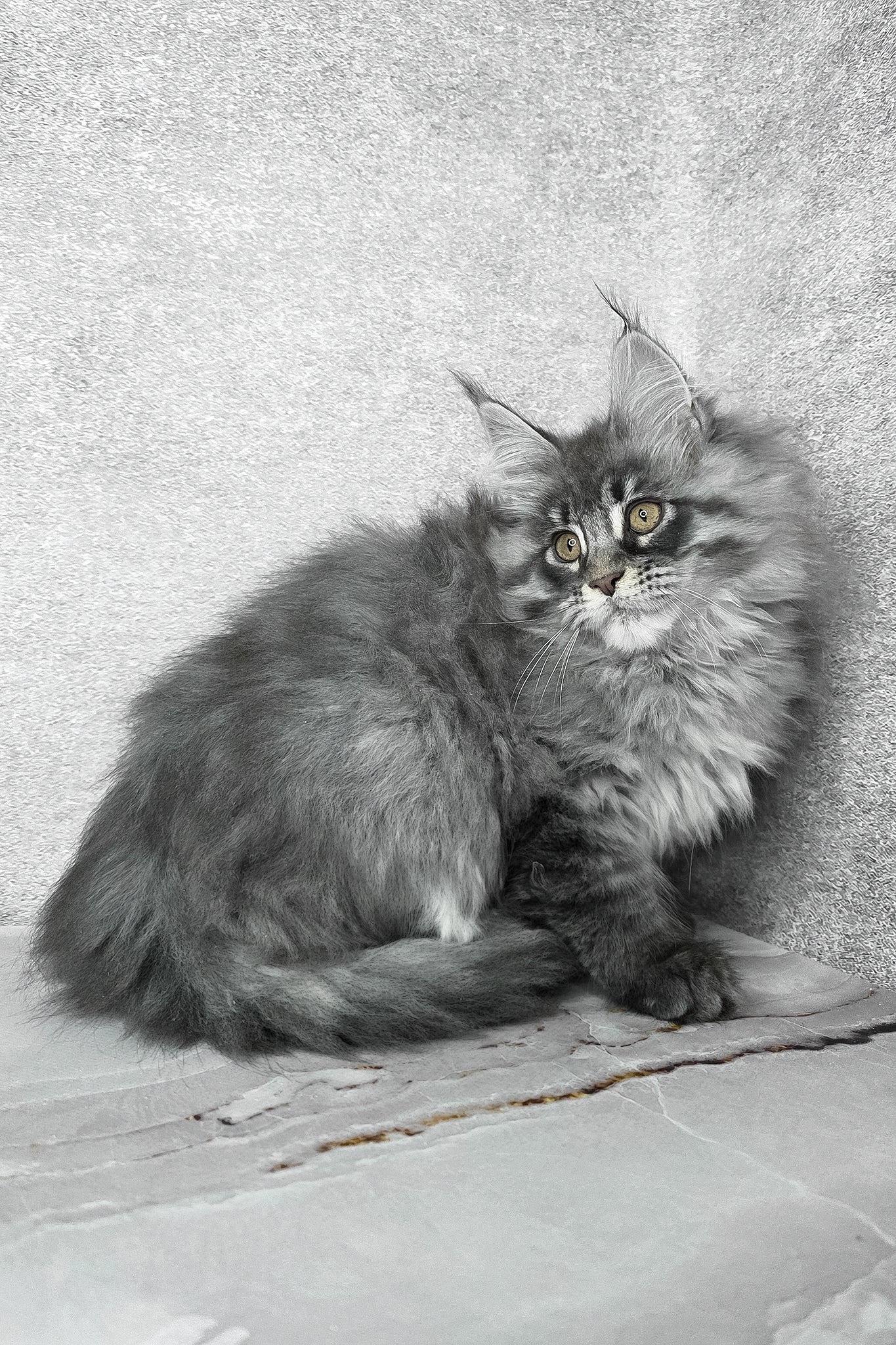 Fluffy | Maine Coon Kitten - Image 8