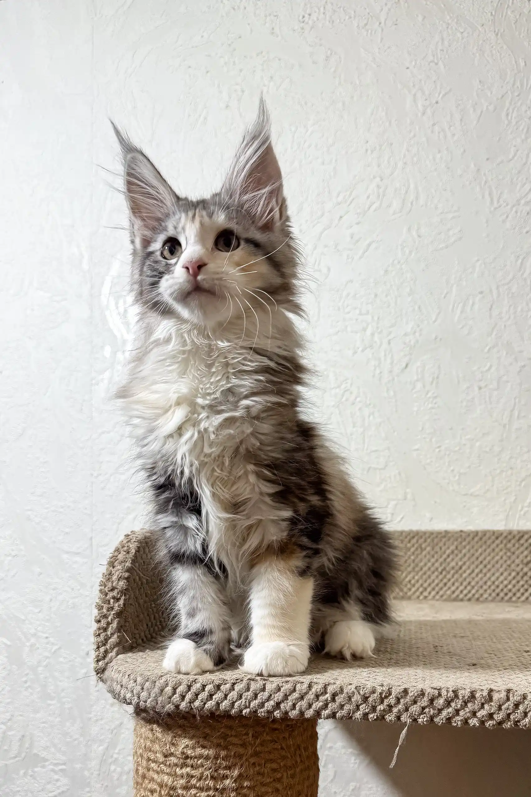 Fran | Maine Coon Kitten - Image 10