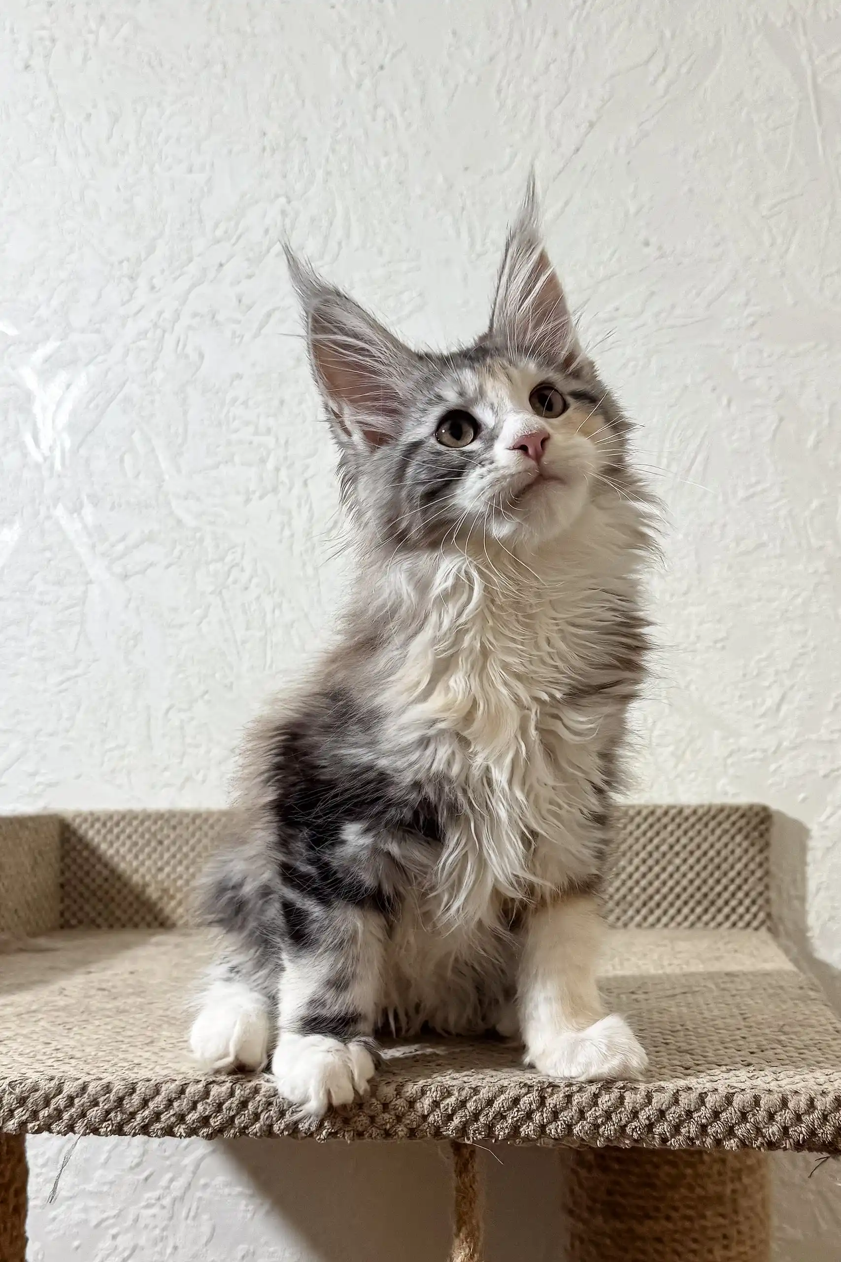 Fran | Maine Coon Kitten - Image 11