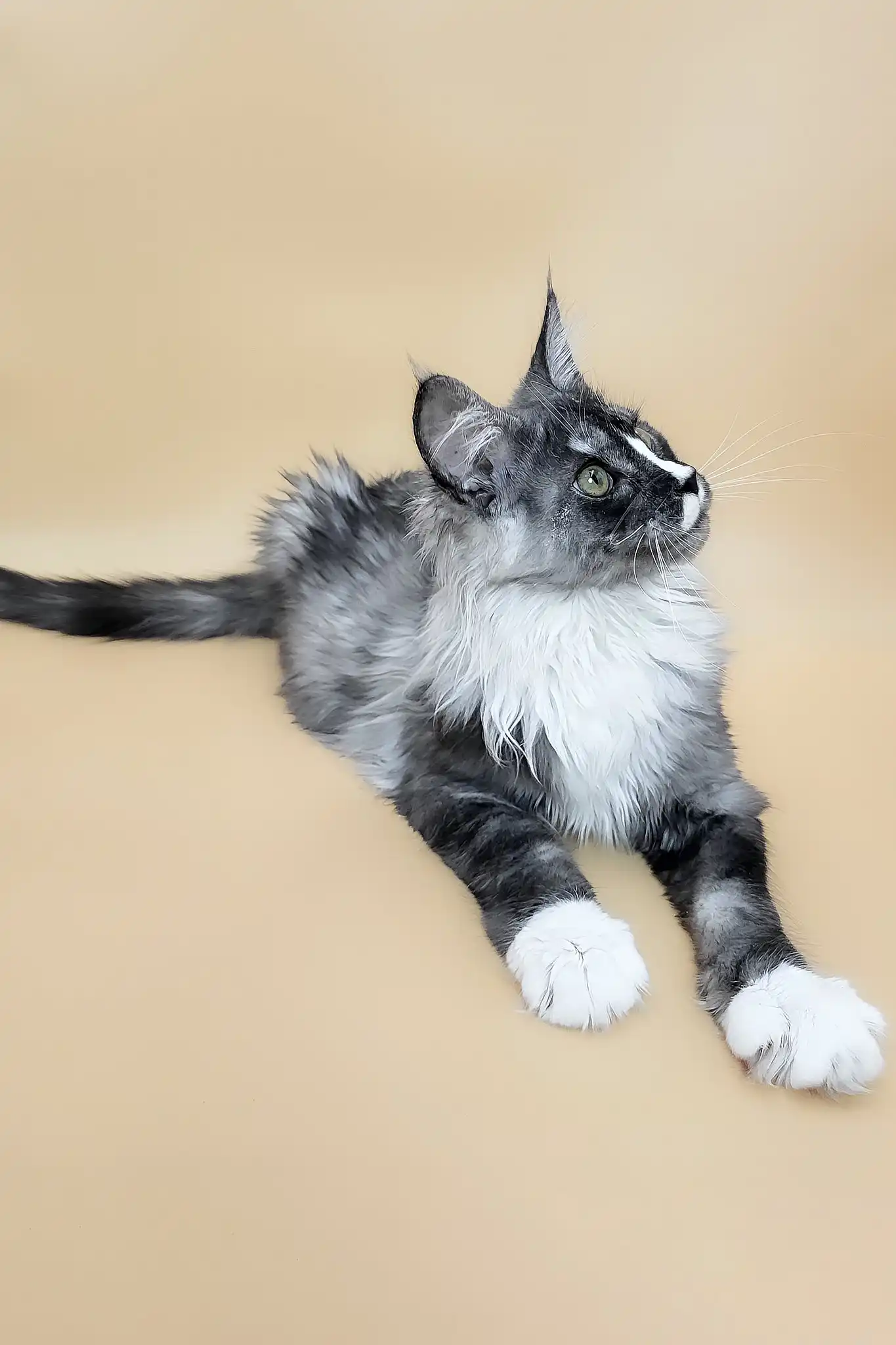 Gaia | Maine Coon Kitten - Image 2