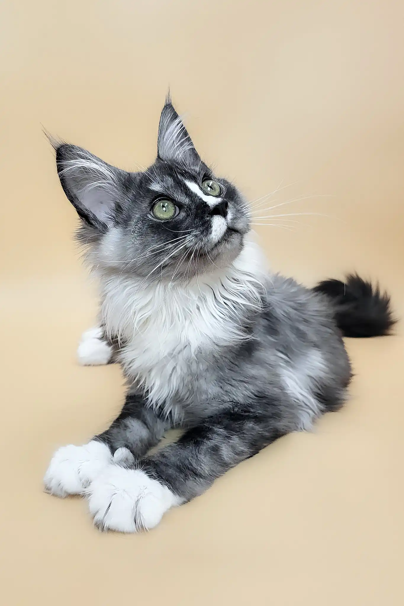 Gaia | Maine Coon Kitten - Image 3