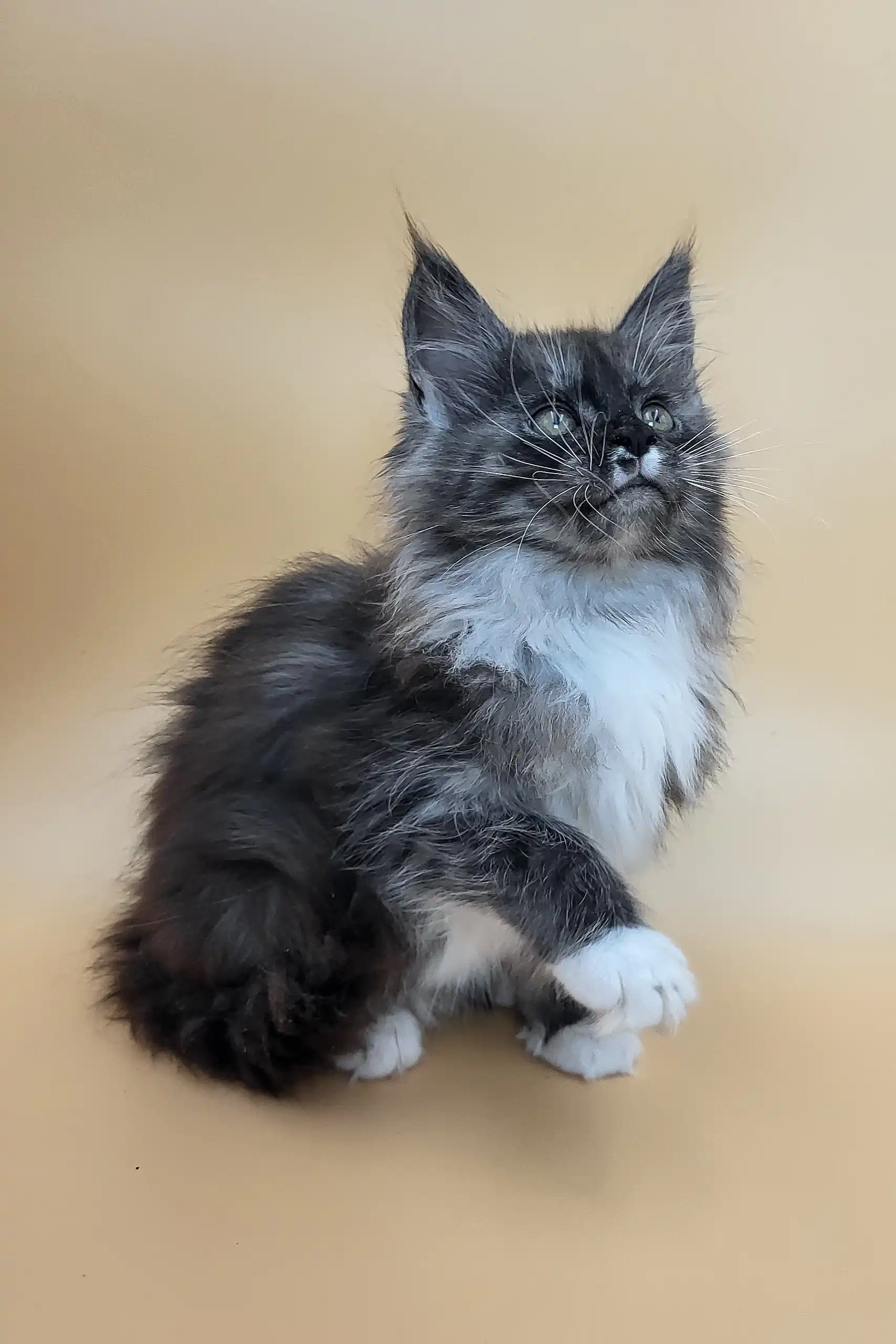 Georgia | Maine Coon Kitten - Image 2