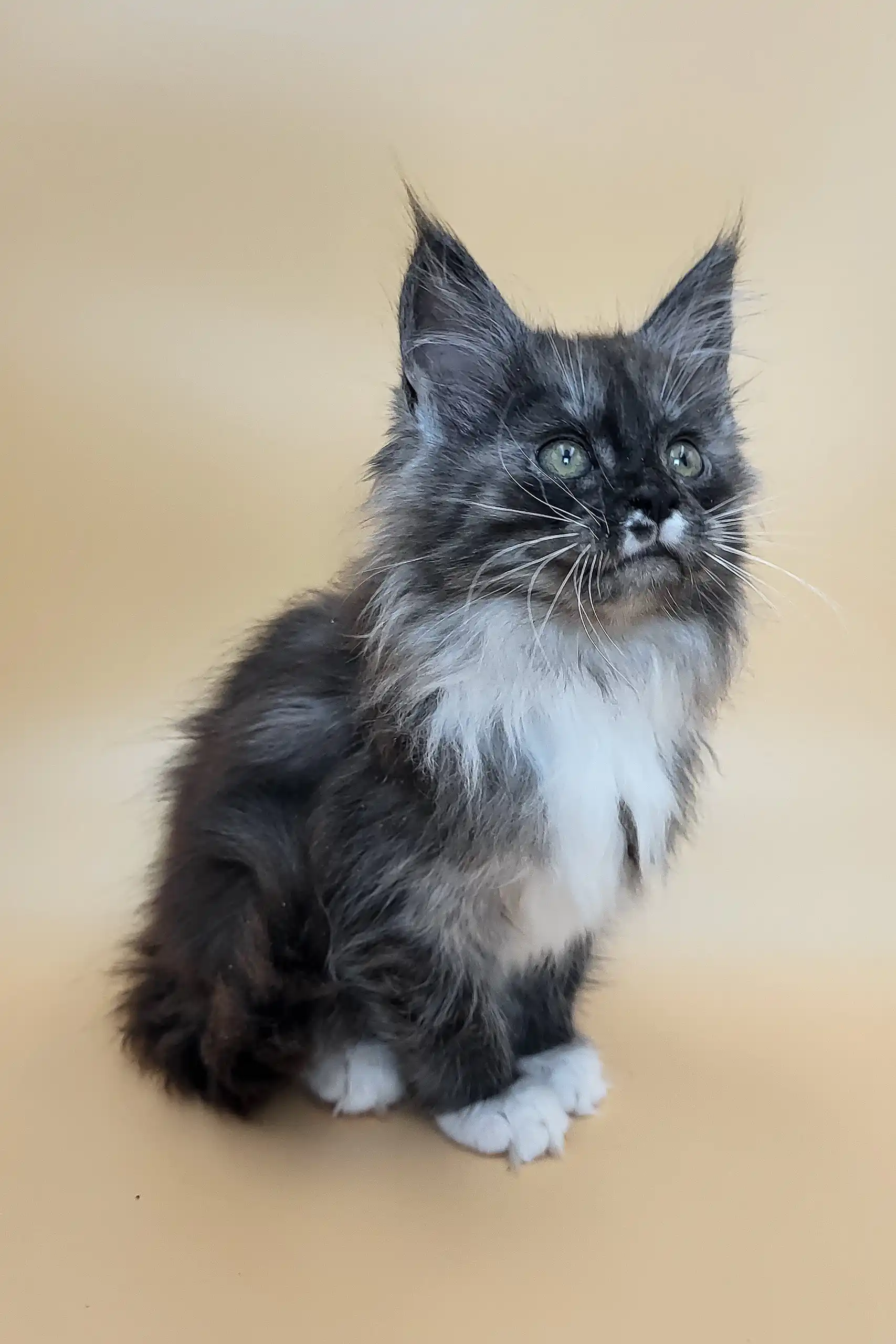 Georgia | Maine Coon Kitten - Image 5