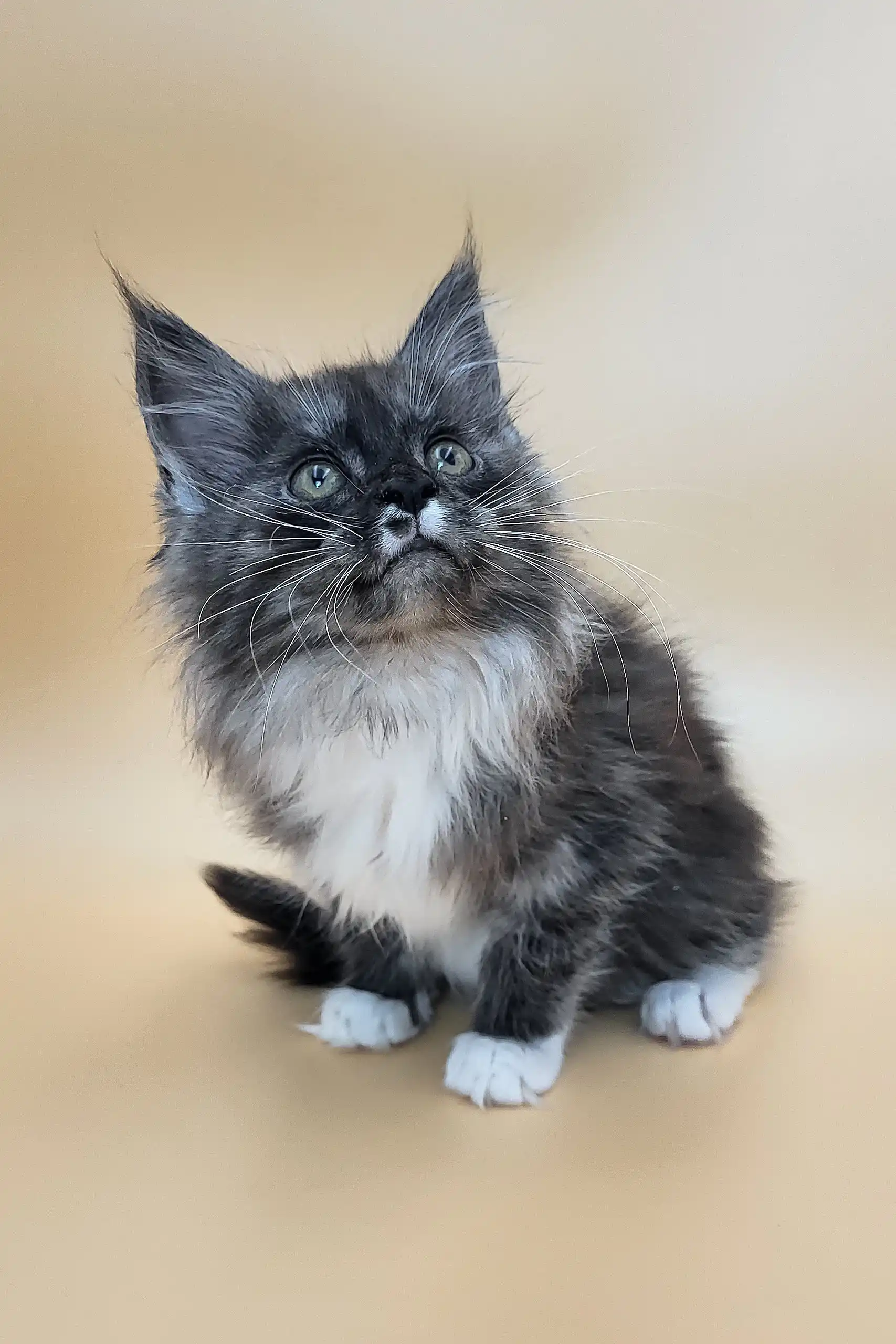 Georgia | Maine Coon Kitten - Image 7