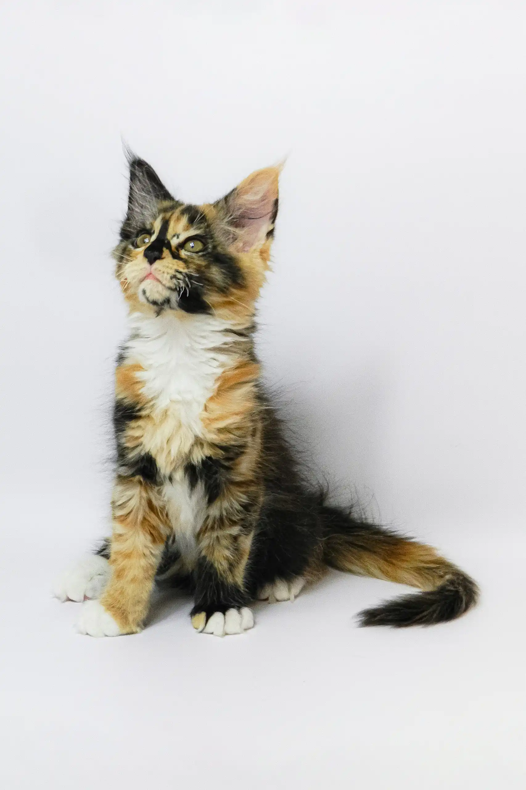 Geran | Maine Coon Kitten