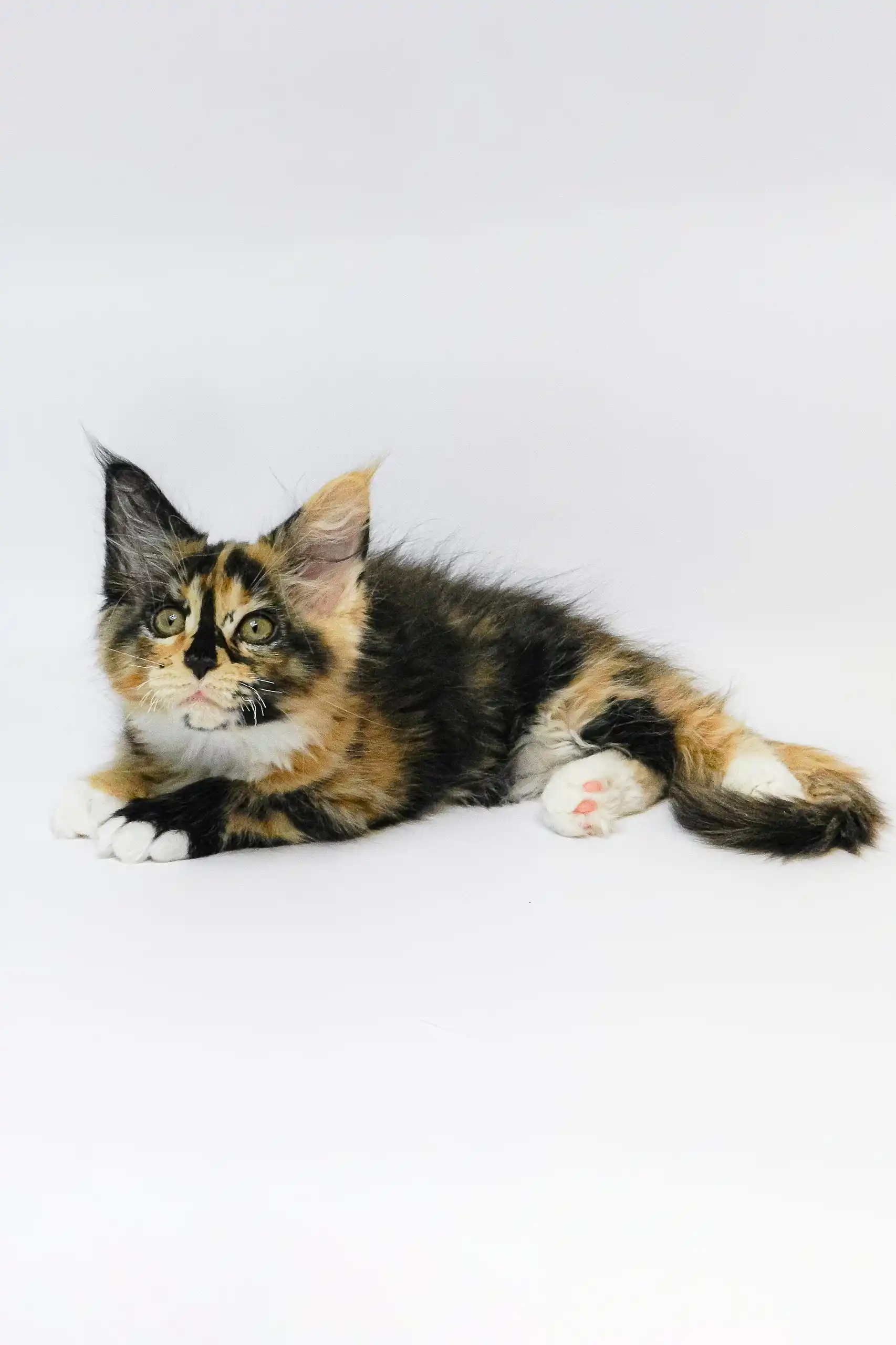 Geran | Maine Coon Kitten - Image 10