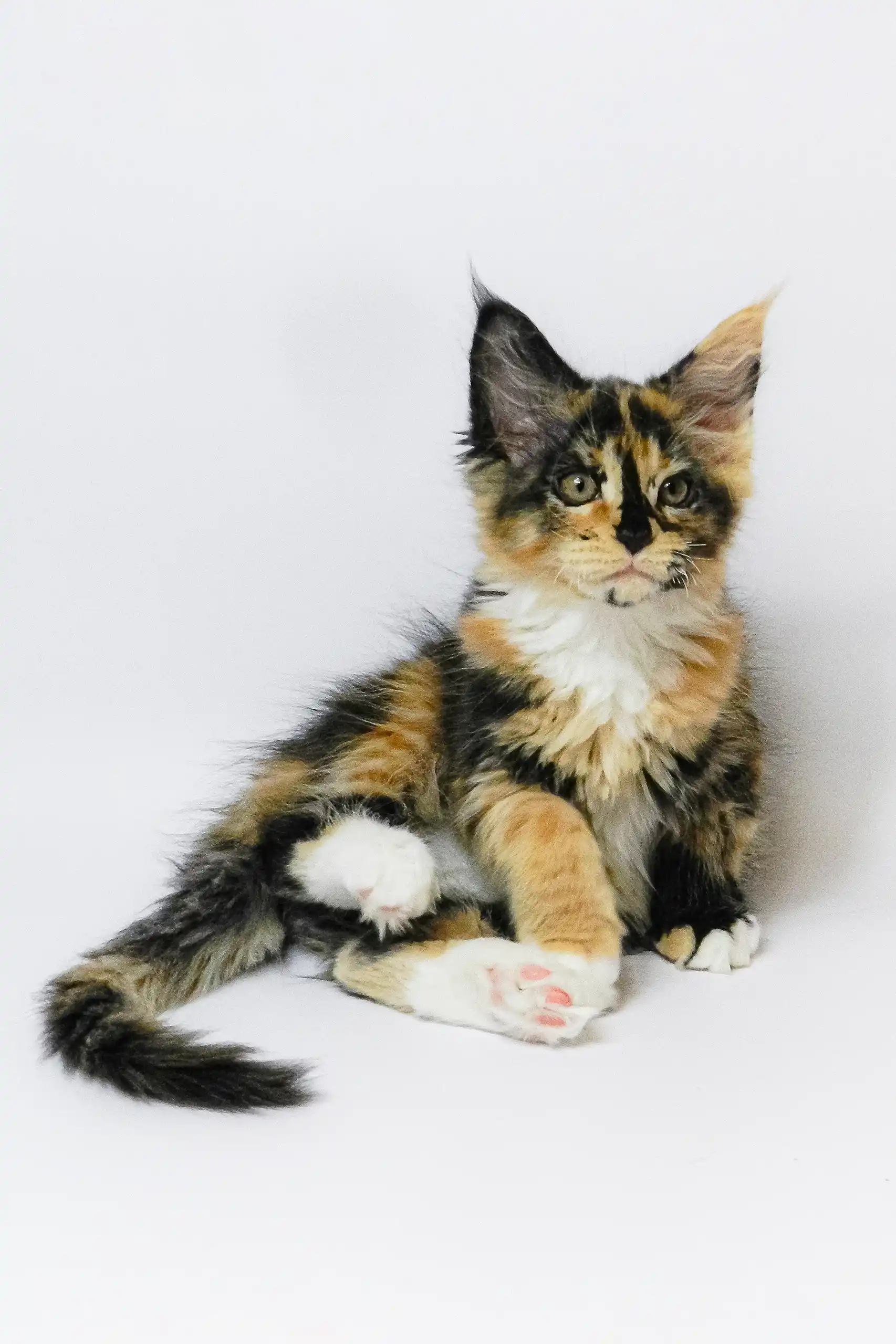 Geran | Maine Coon Kitten - Image 2
