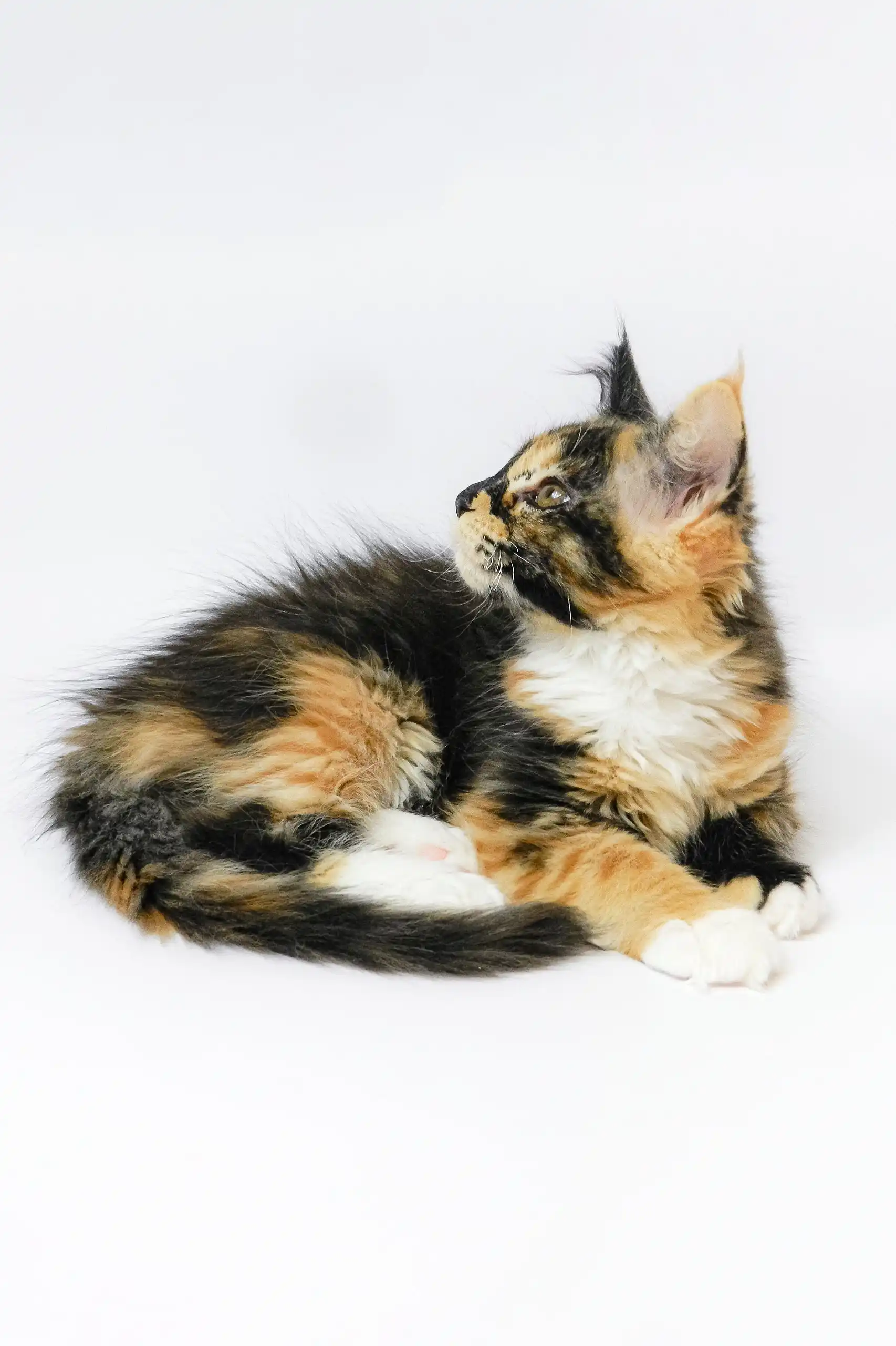 Geran | Maine Coon Kitten - Image 4