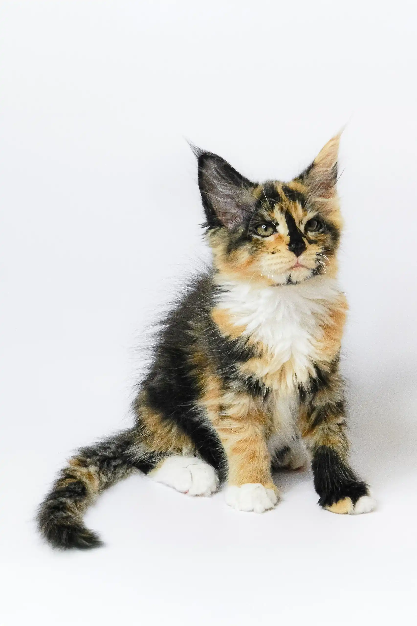 Geran | Maine Coon Kitten - Image 5