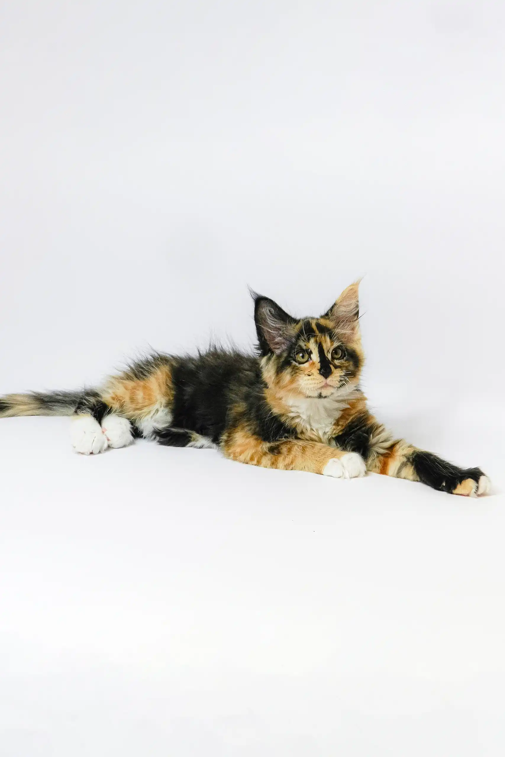 Geran | Maine Coon Kitten - Image 6