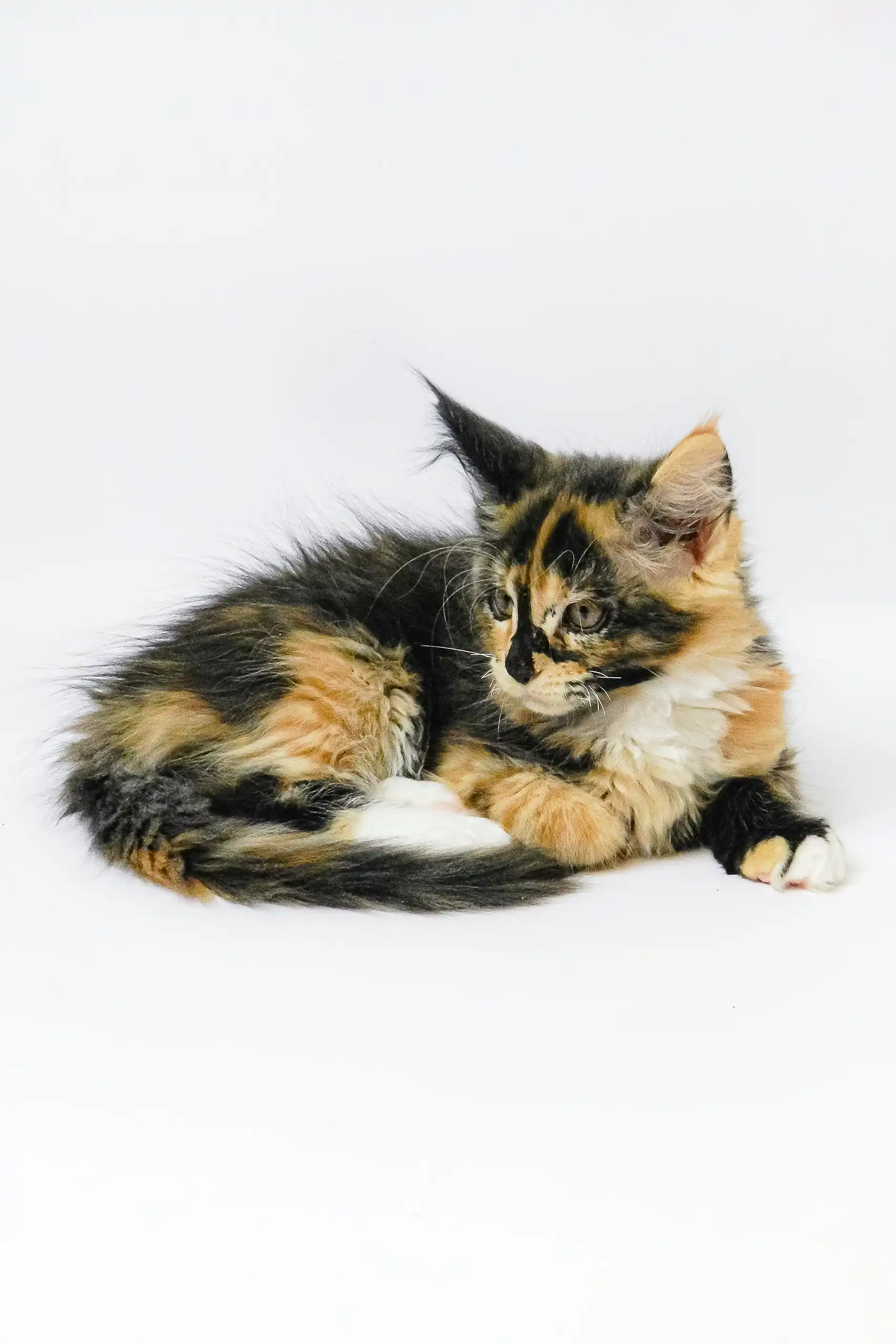 Geran | Maine Coon Kitten - Image 7