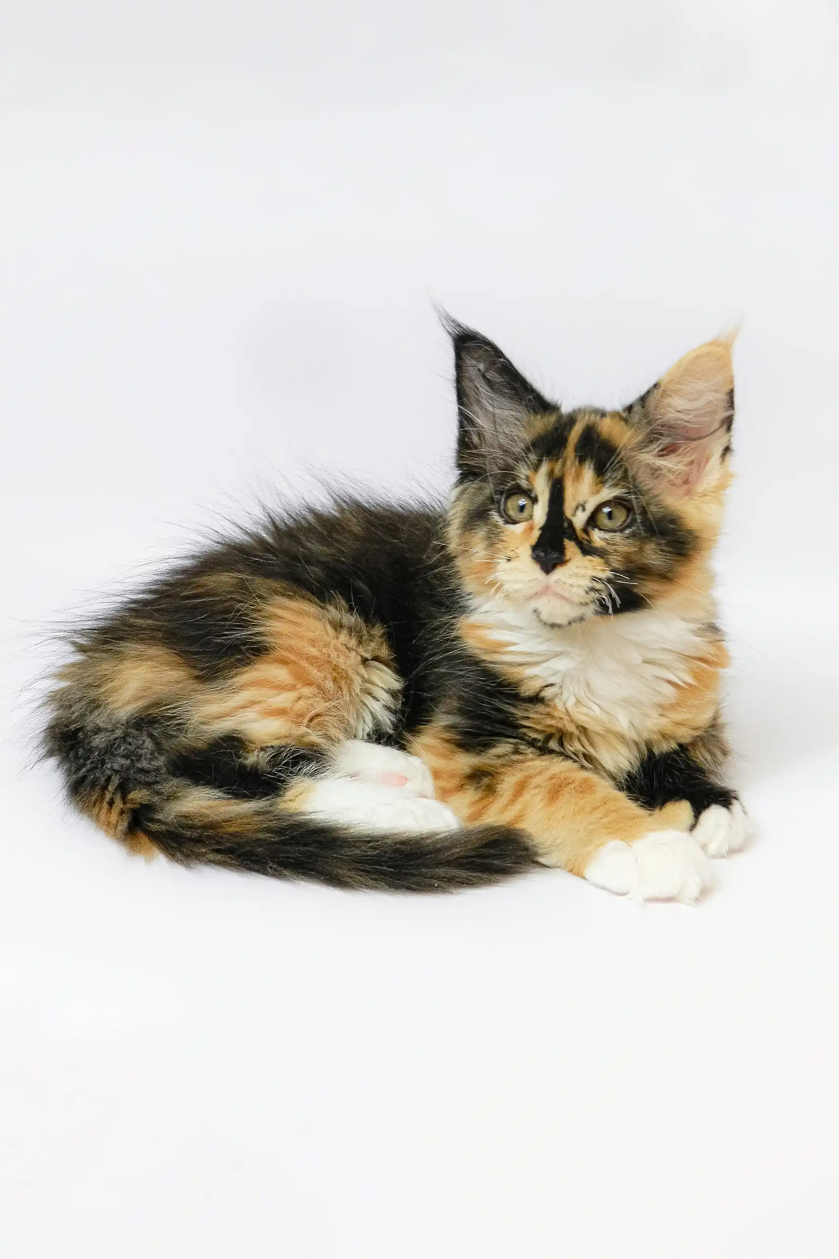 Geran | Maine Coon Kitten - Image 9