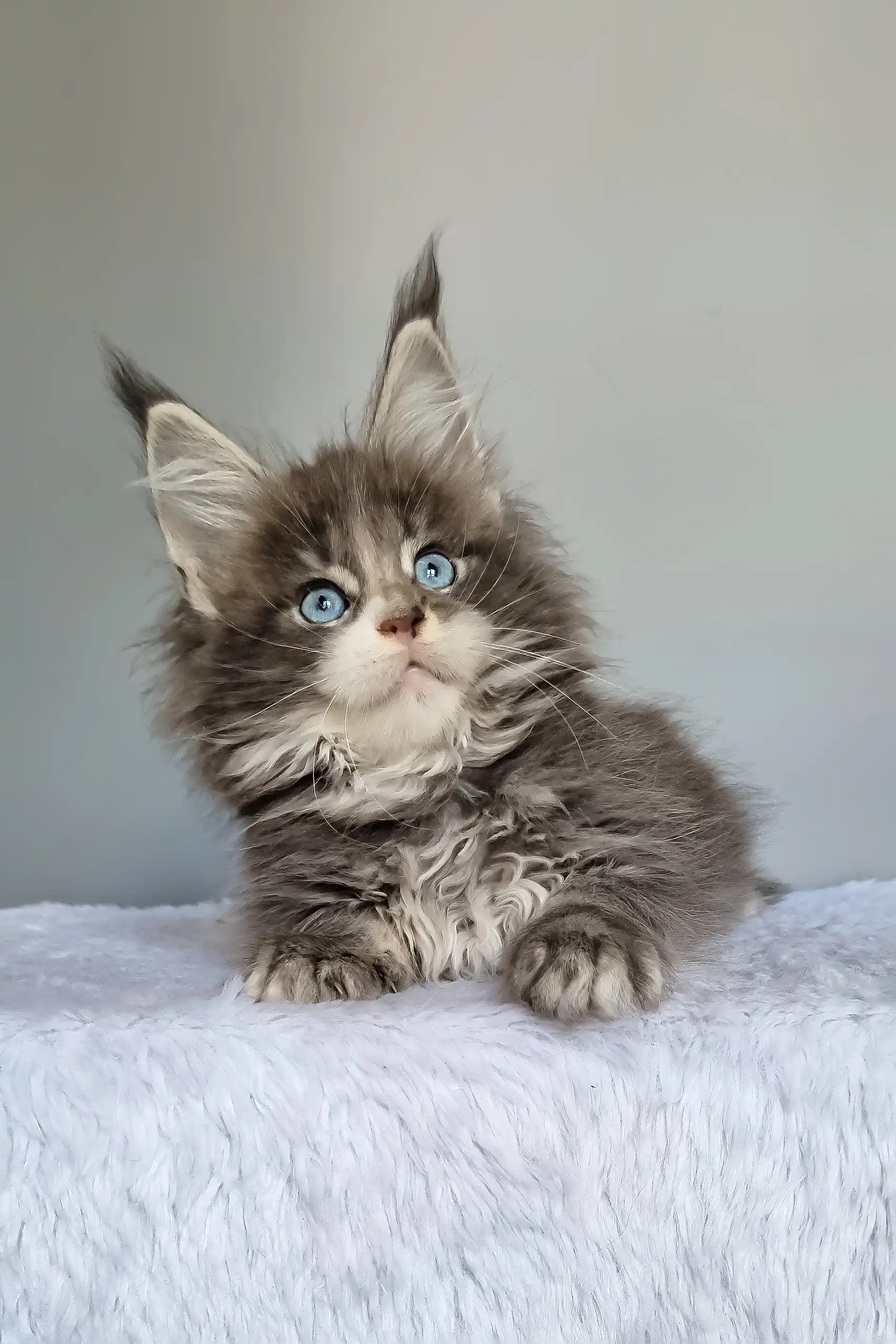 Gerda | Maine Coon Kitten - Image 7