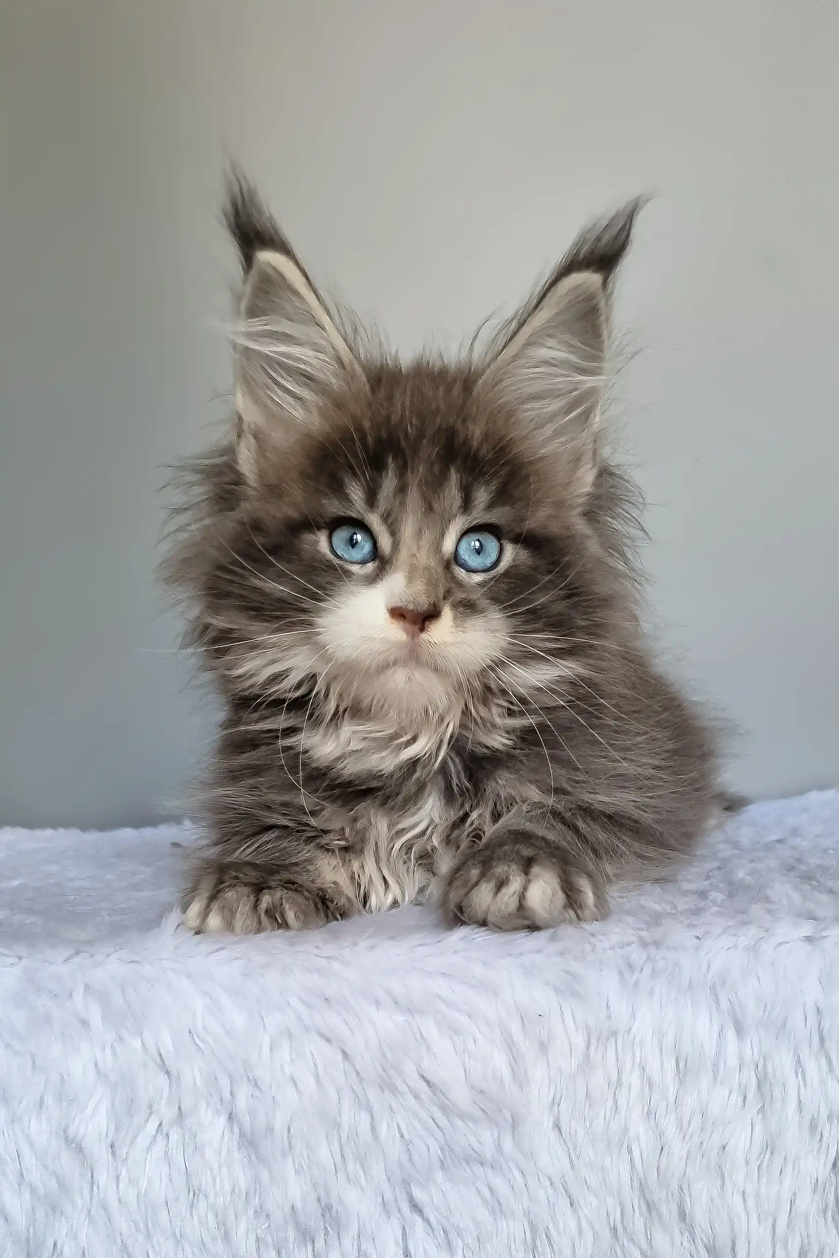 Gerda | Maine Coon Kitten - Image 9