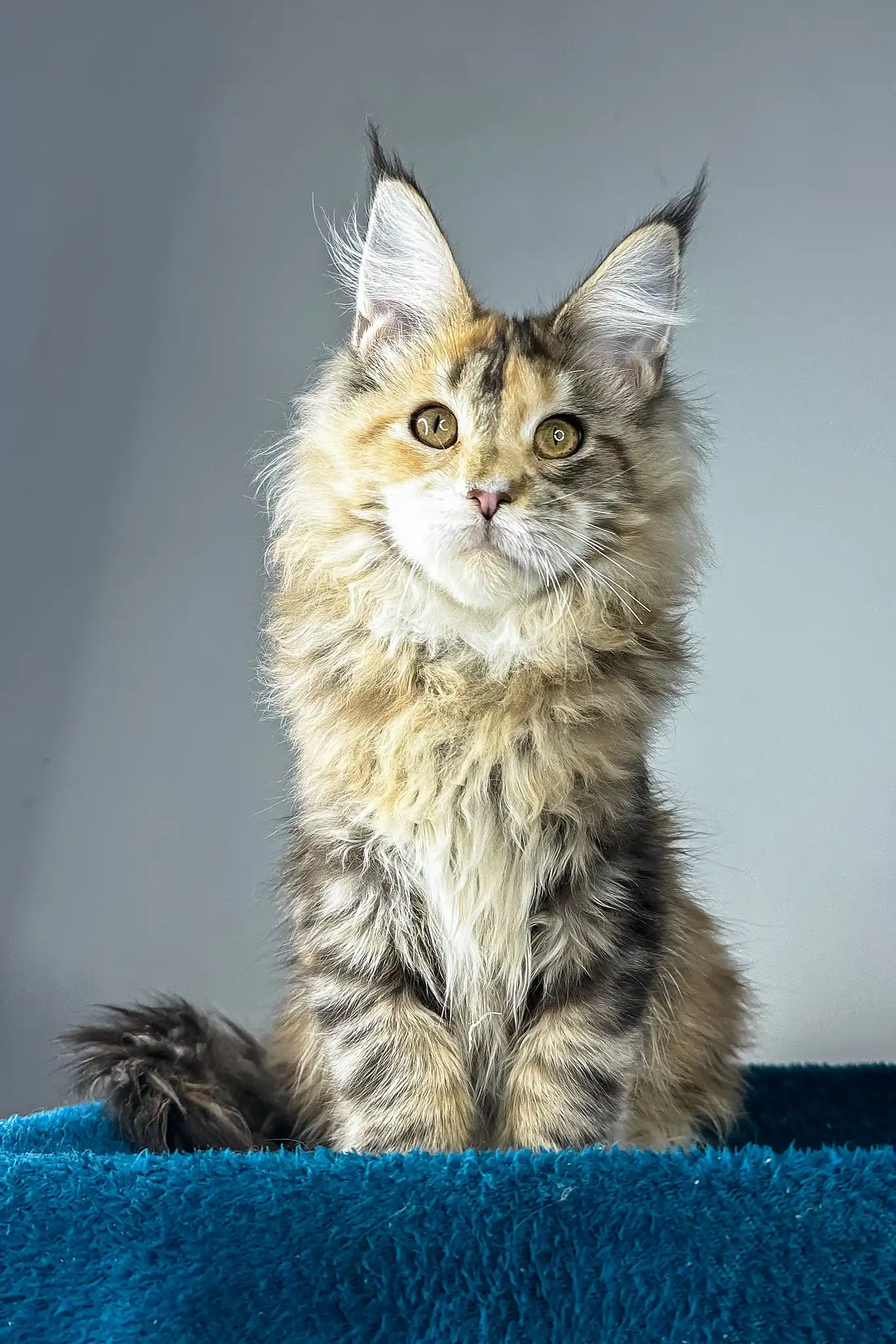 Gina | Maine Coon Kitten - Image 2